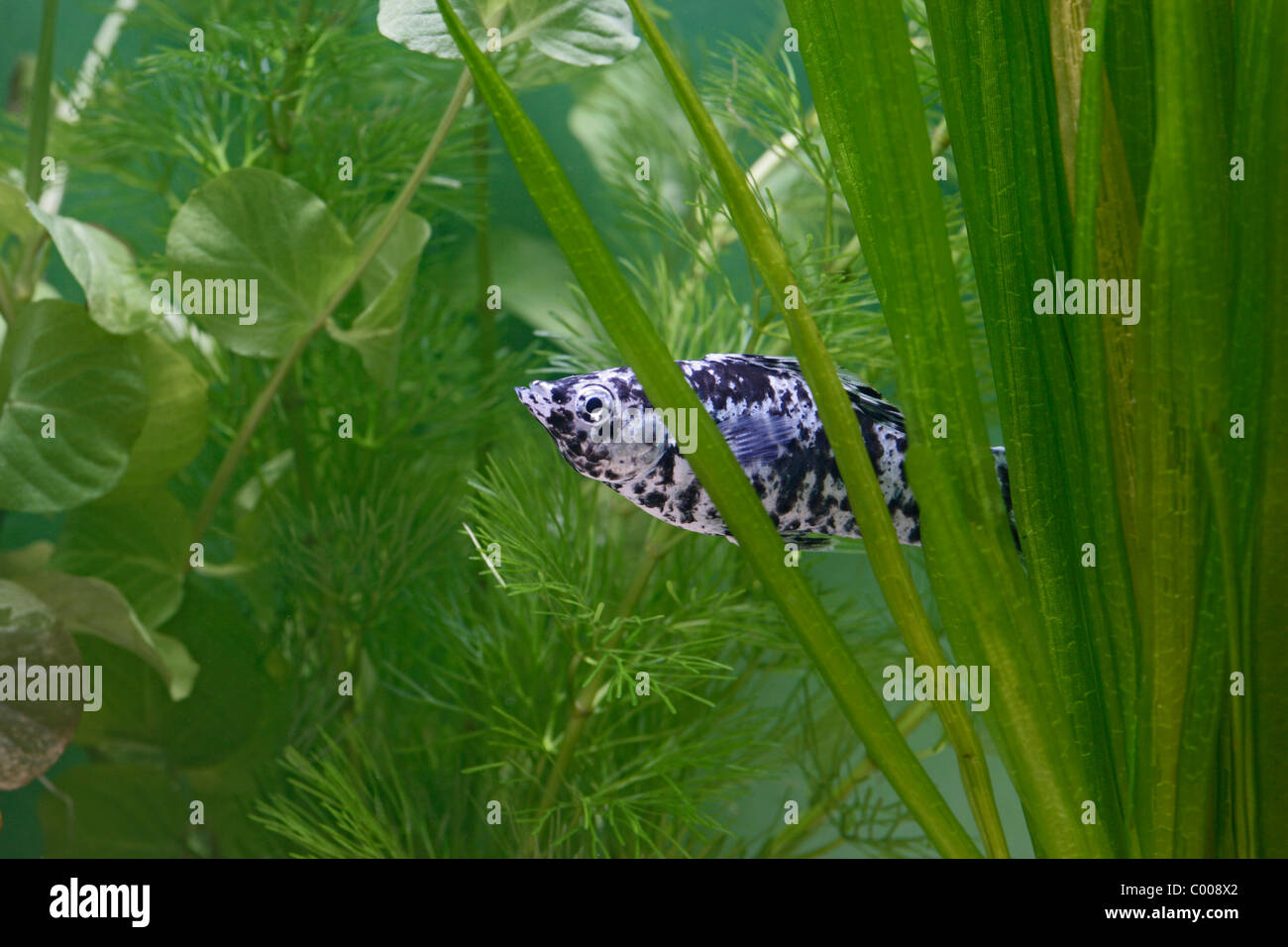 Dalmation Molly ( Poecilia sphenops ) hiding in weeds - varient Stock Photo