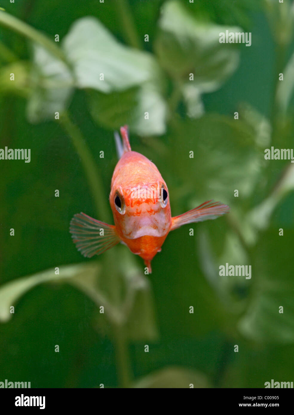 Honey Gourami ( Colisa chuna ) front view by weeds Stock Photo