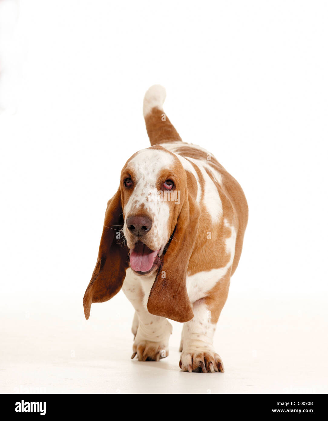 Basset Hound dog walking cut out Stock Photo Alamy