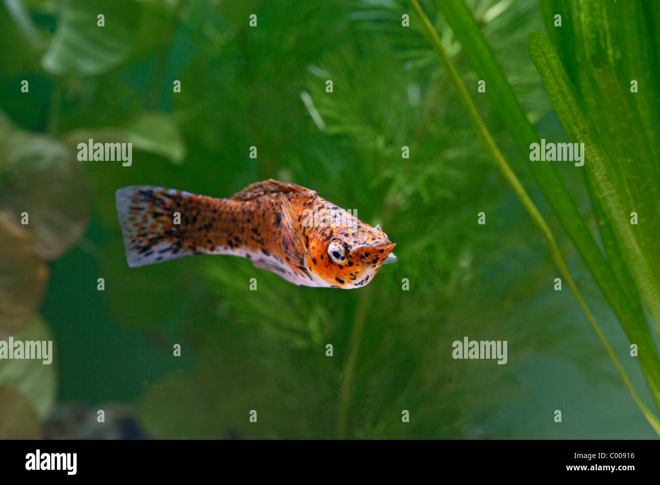 Copper Spotted Molly ( Poecilia sphenops ) turning by weeds Stock Photo