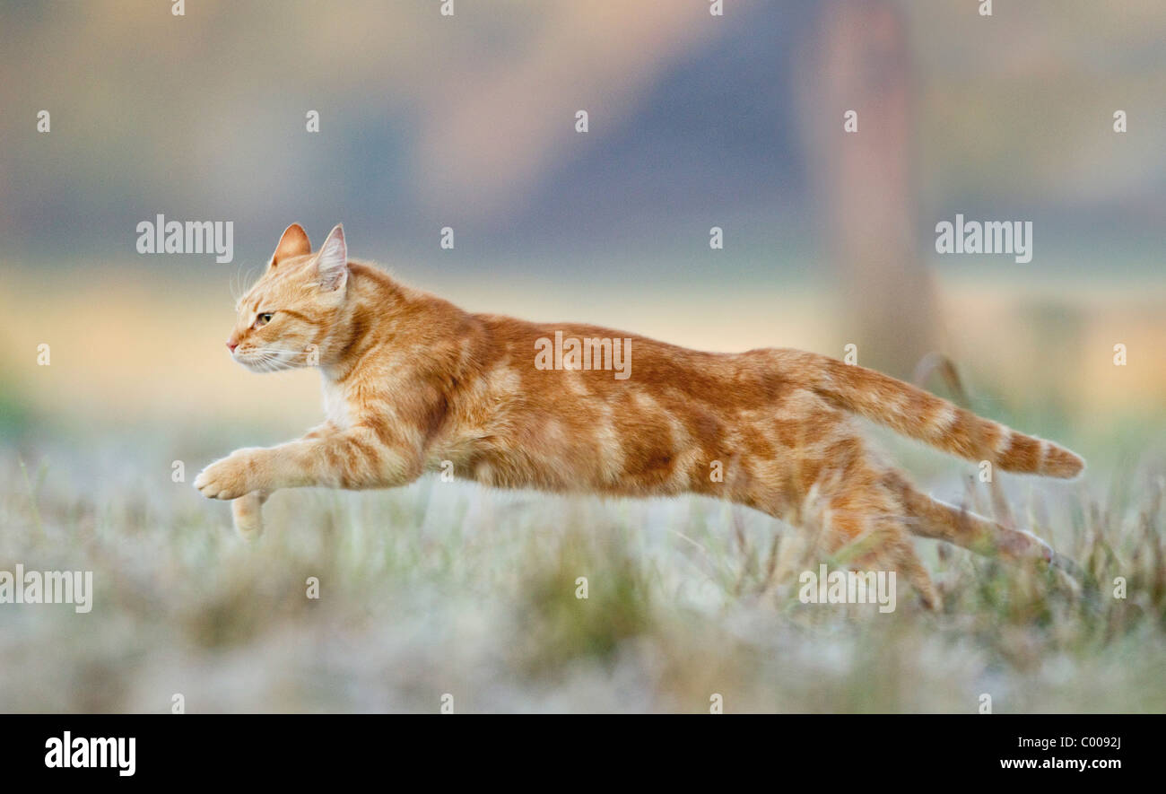 domestic cat - running on meadow Stock Photo
