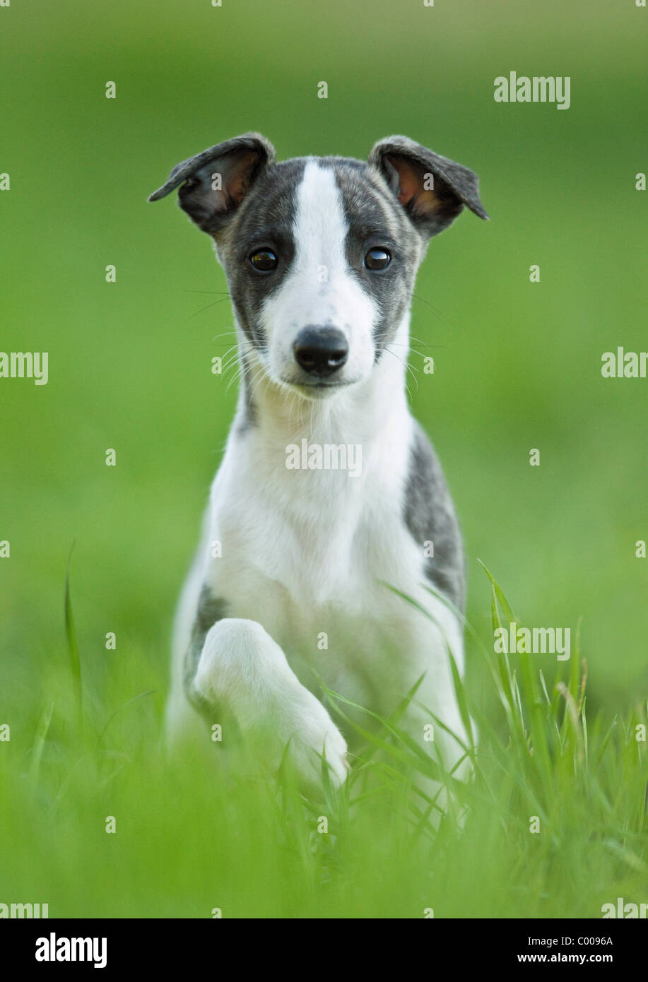 Whippet dog puppy sitting on meadow Stock Photo Alamy