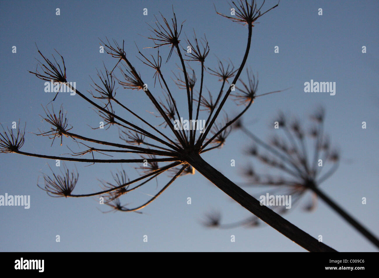 cow parsley seed heads against dawn sky Stock Photo Alamy