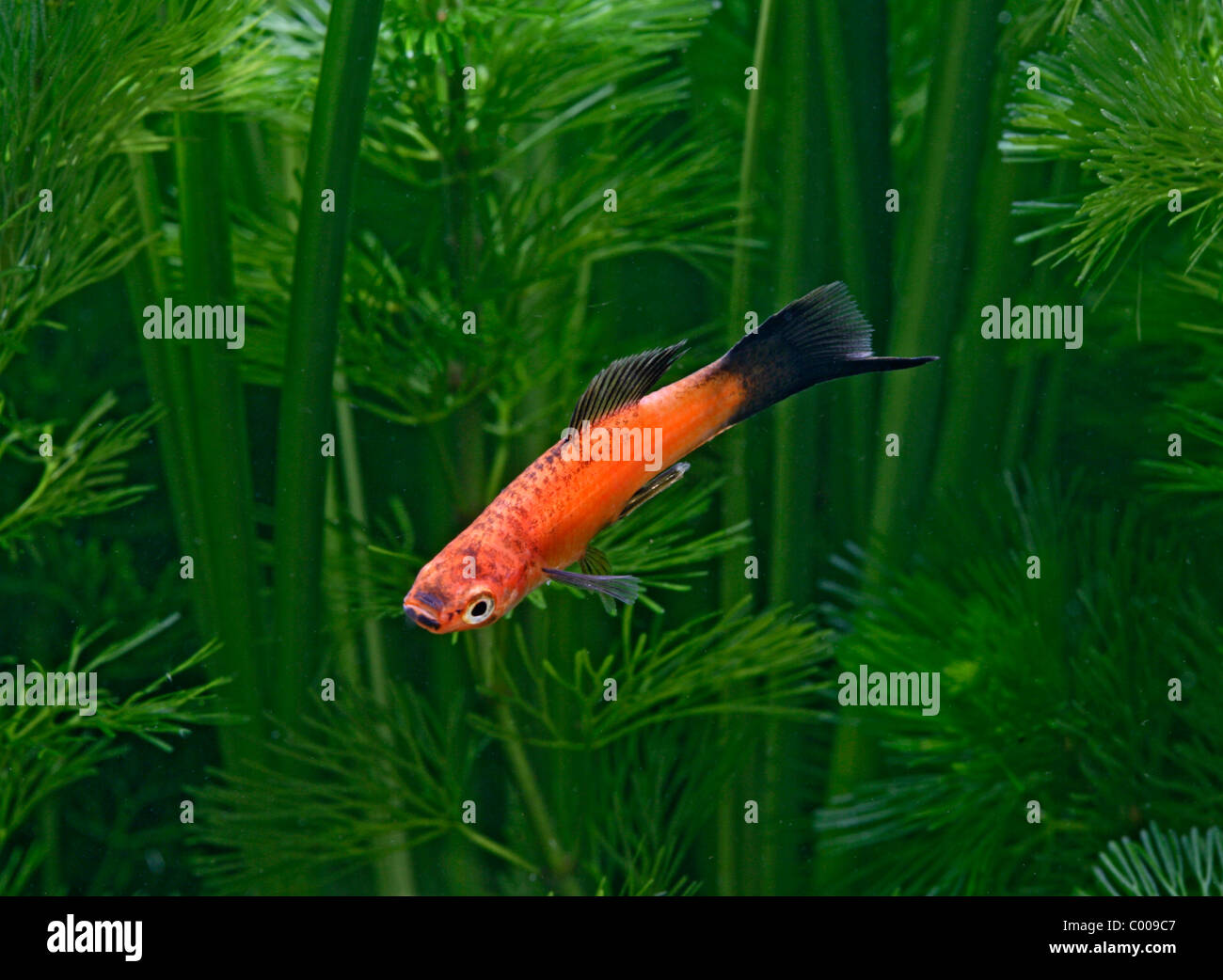 RED WAGTAIL SWORDTAIL Stock Photo