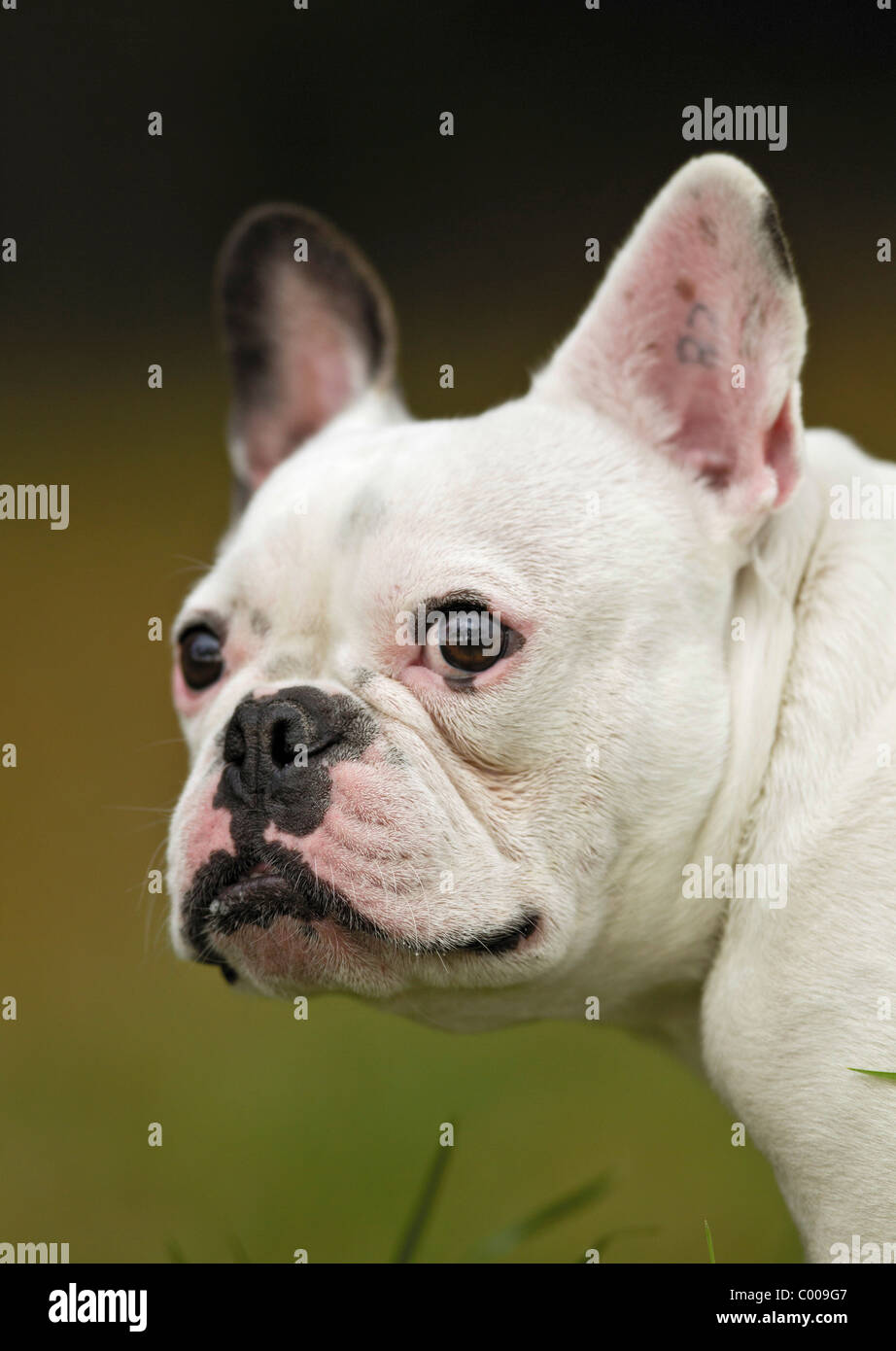 French Bulldog - portrait Stock Photo