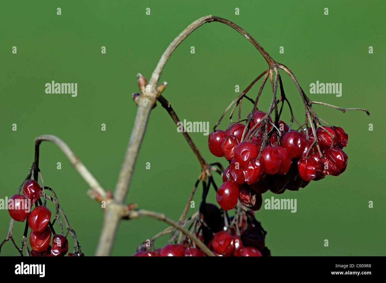 Gemeiner Schneeball, Beeren,Viburnum opulus, Common Snowball, Berries, Baden-Wuerttemberg, Deutschland, Germany Stock Photo