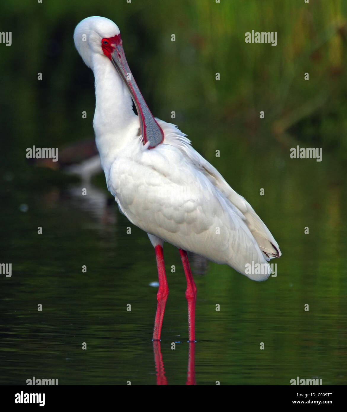 the-eurasian-spoonbill-or-common-spoonbill-platalea-leucorodia-stock