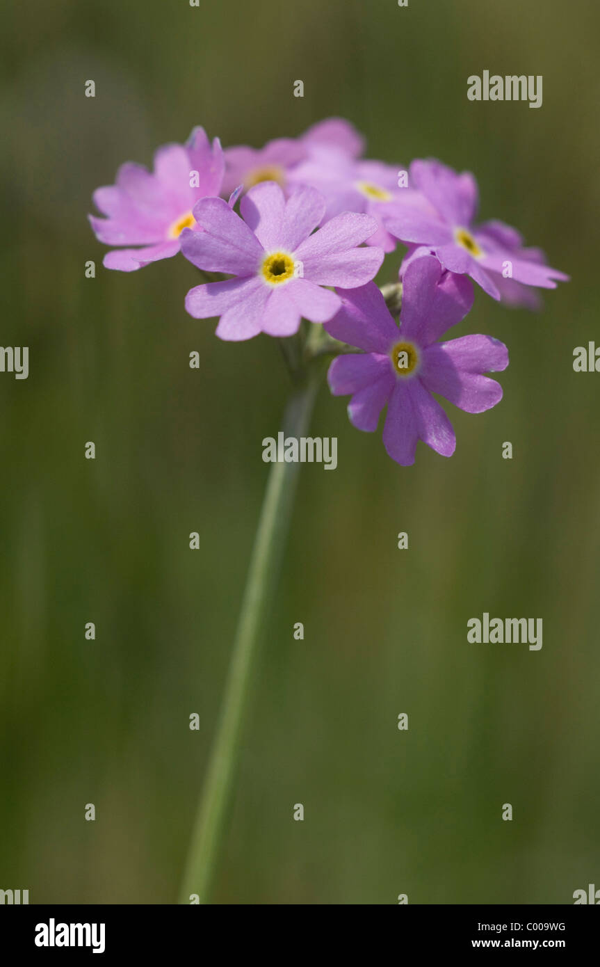 Mehlprimel, Primula farinosa, Birdseye Primrose, Ries, Bayern, Deutschland, Germany Stock Photo