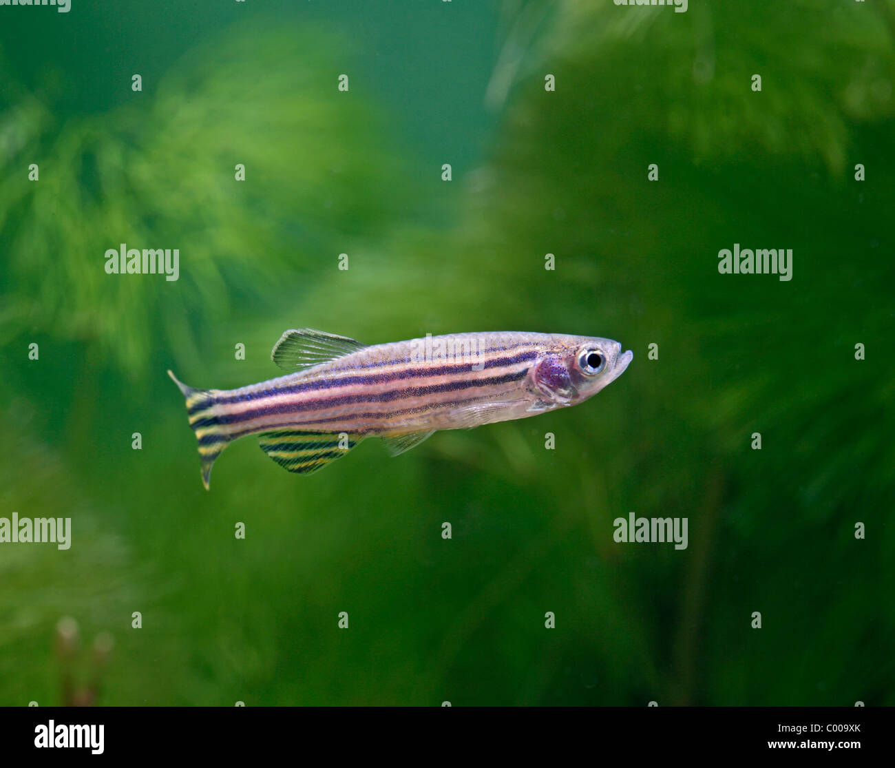 Zebra danio Brachydanio rerio side view – tropical freshwater – Asia Stock Photo