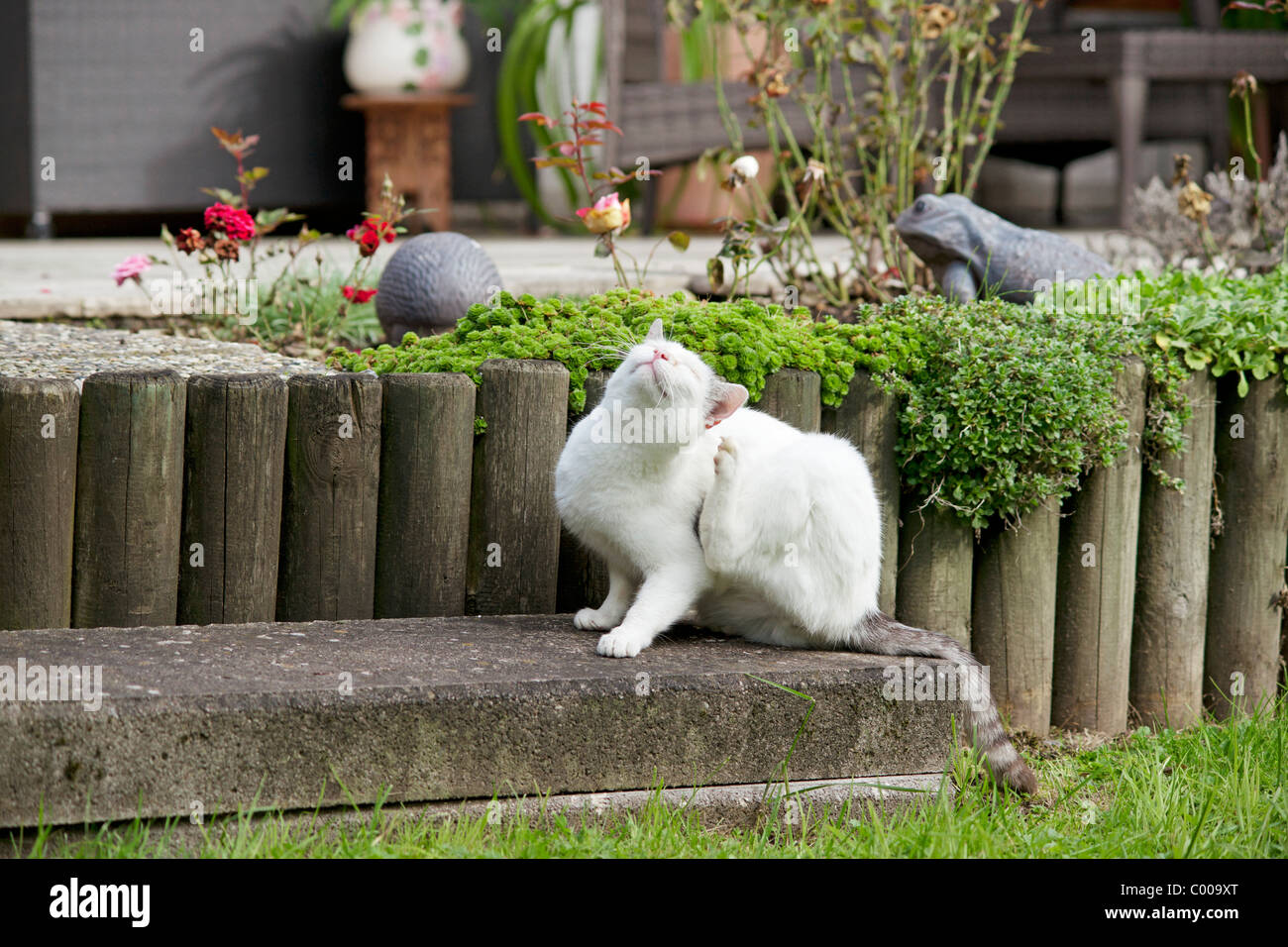 domestic cat scratching itself Stock Photo Alamy