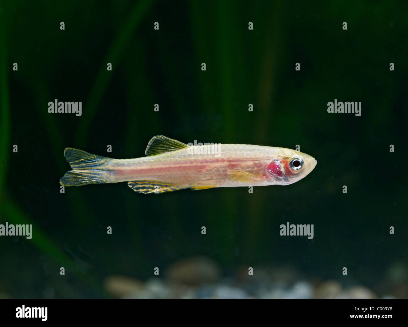 Golden long finned danio Brachydanio rerio side view tropical freshwater morph of B rerio Stock Photo