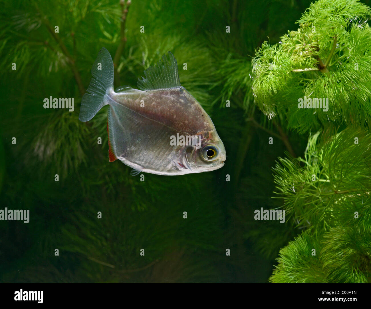 Silver dollar Metynnis argenteus side view – tropical freshwater – Guyana Brazil Stock Photo