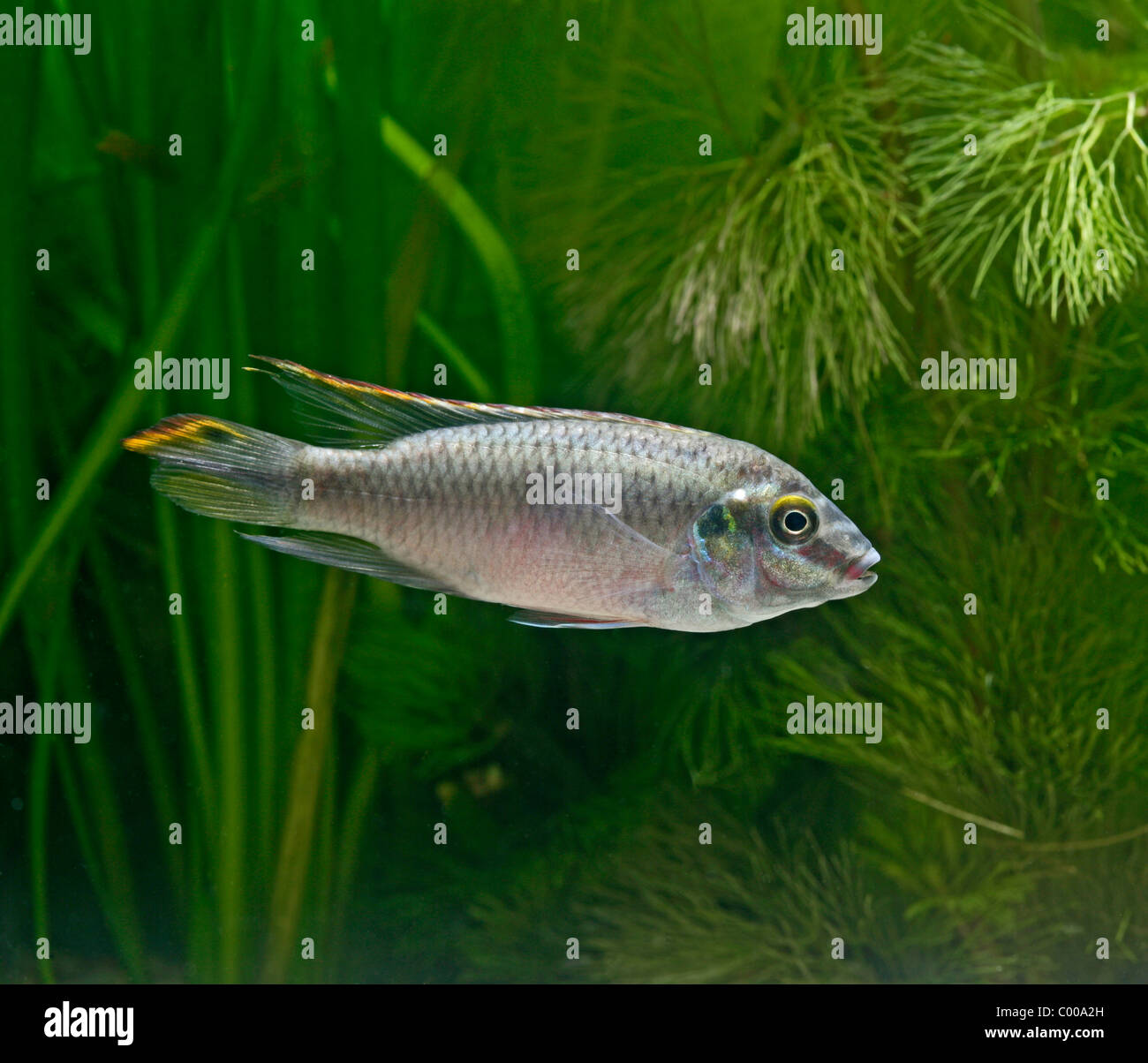 Kribensis Pelvicachromis pulcher Purple cichlid side view tropical freshwater – Nigeria Stock Photo