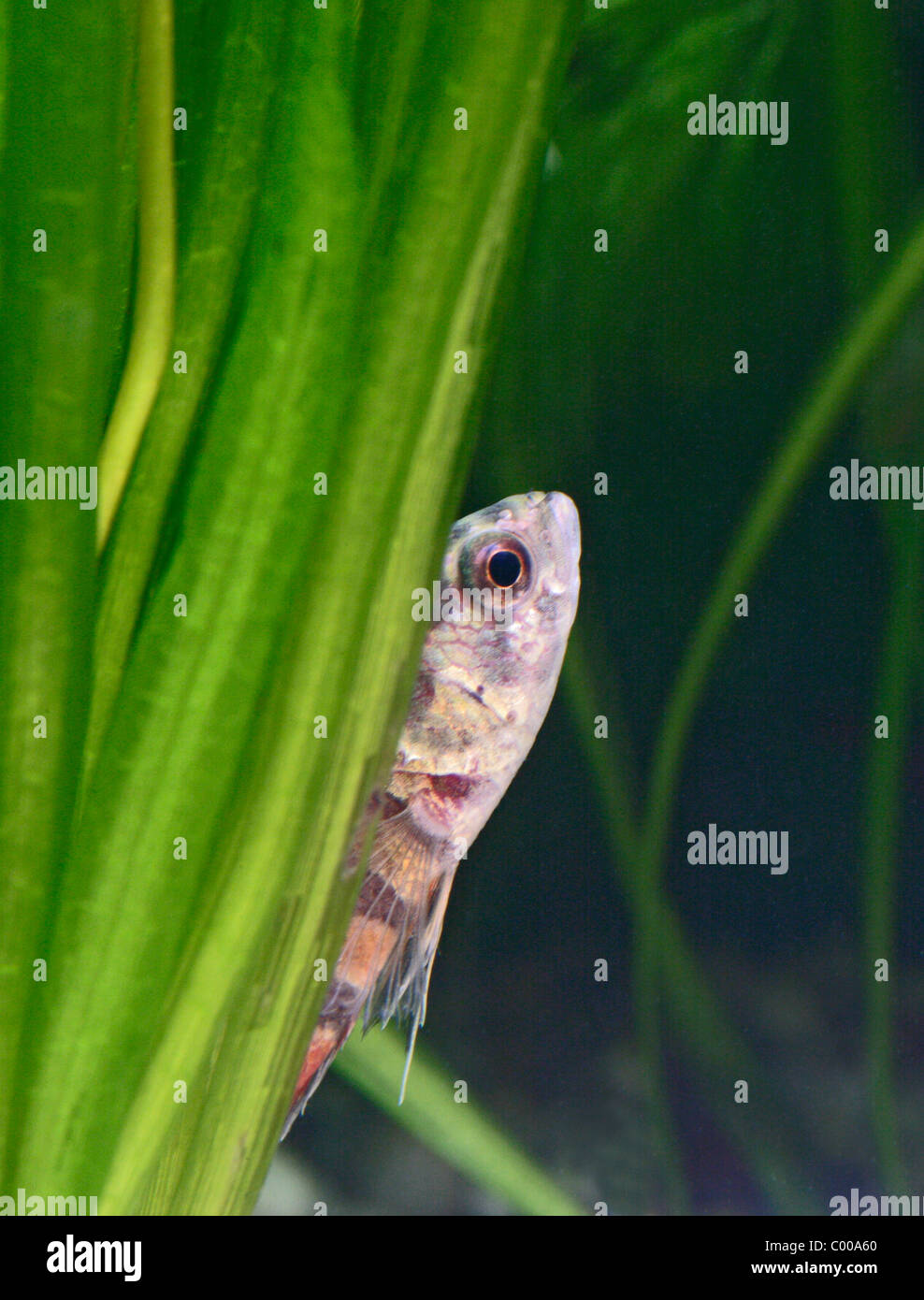 Ornate ctenopoma Microctenopoma ansorgii  hiding in plants tropical freshwater Zaire Stock Photo