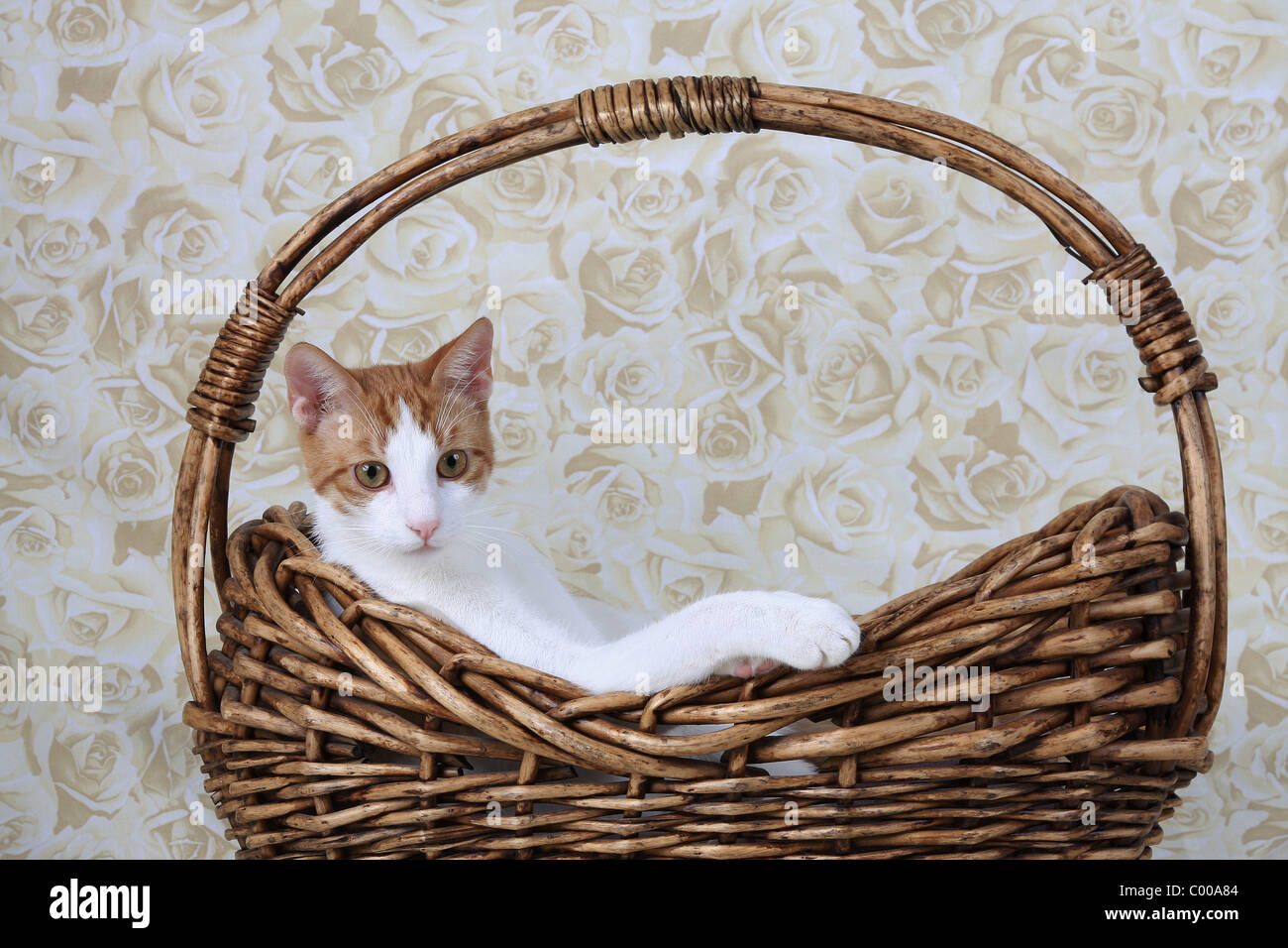 Hauskatze, Fellfarbe dunkelrot-weiss, im Korb, Felis silvestris forma catus, Domestic-cat, red-white, basket Stock Photo