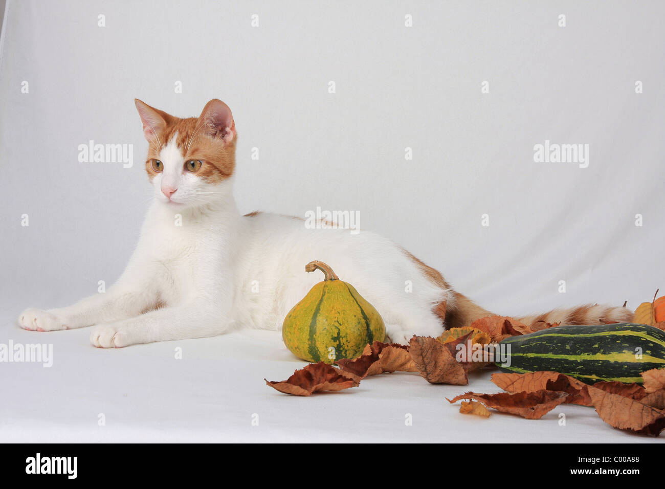 Hauskatze, herbstliche Dekoration, Felis silvestris forma catus, Domestic-cat, autumn decoration Stock Photo
