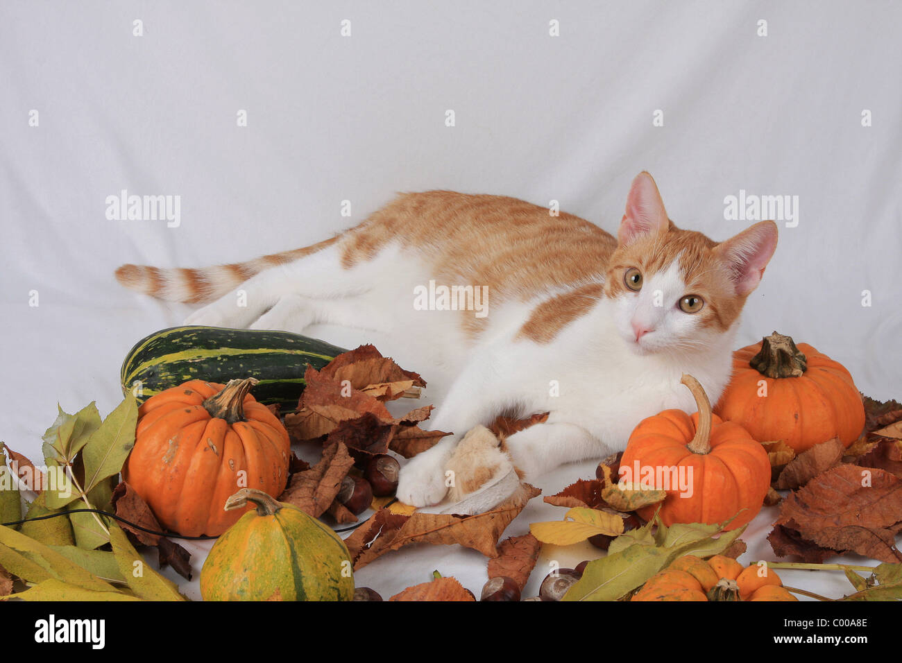 Hauskatze, dunkelrot-weiss, liegende, Felis silvestris forma catus, Domestic-cat, red-white, lying Stock Photo