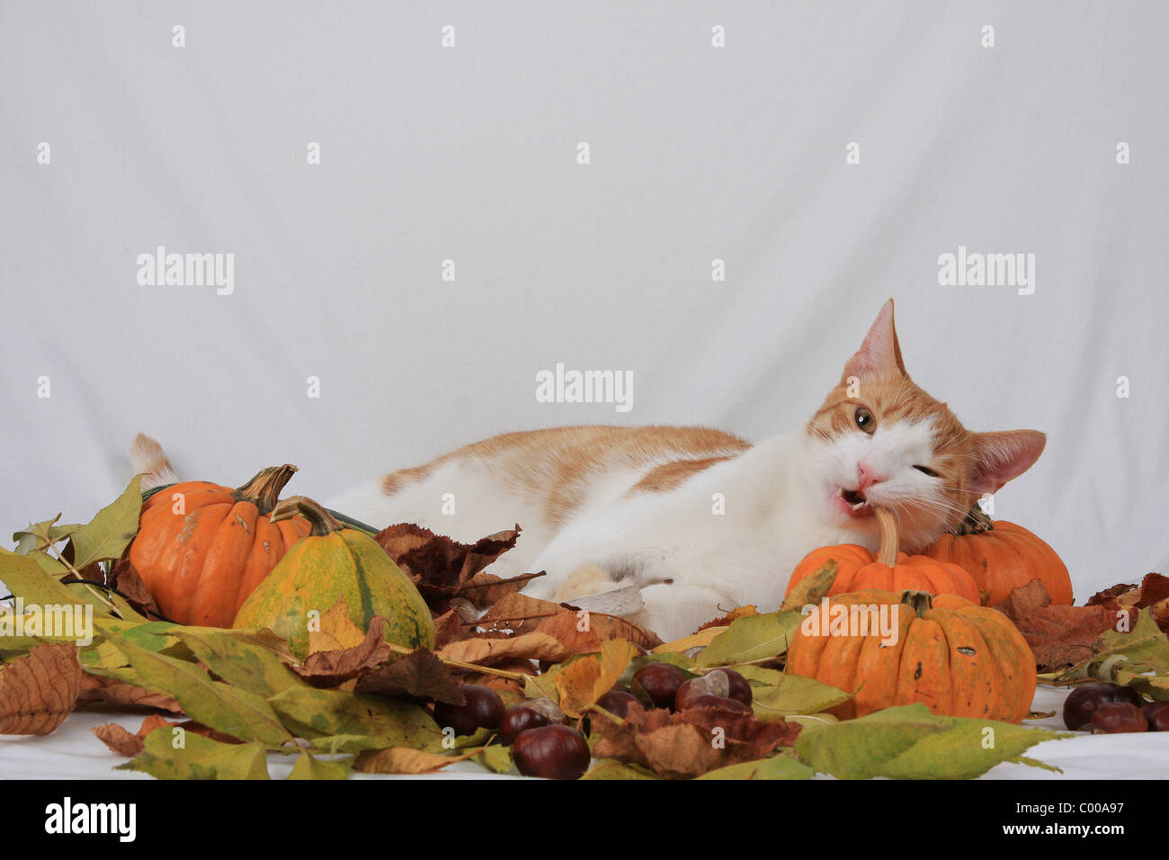 Hauskatze, knabbert an Kuerbis, Felis silvestris forma catus, Domestic-cat, nibbles on pumpkin Stock Photo