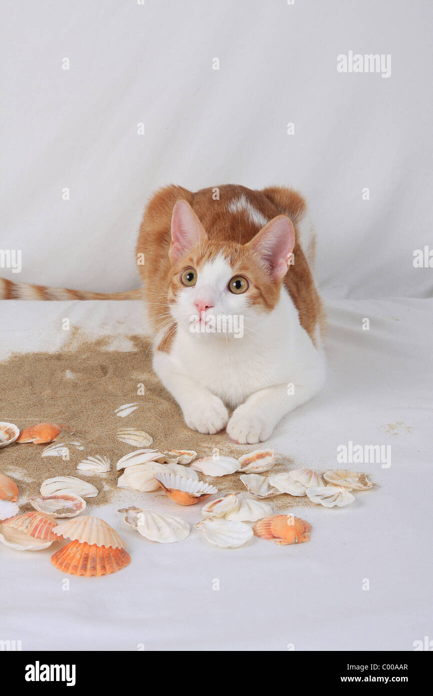 Hauskatze, schaut aufmerksam, Felis silvestris forma catus, Domestic-cat, looks attentively Stock Photo