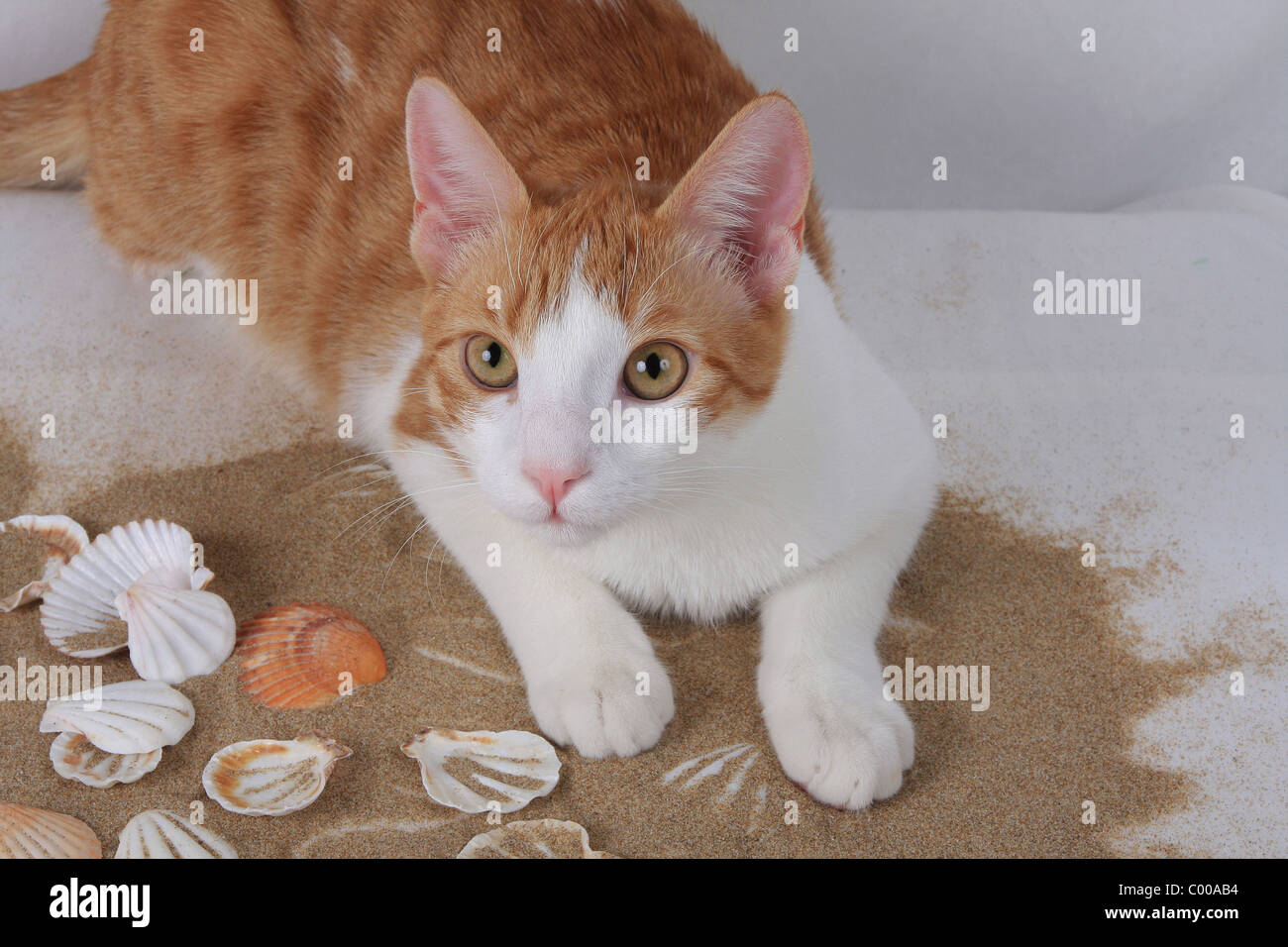 Hauskatze, mit sommerlicher Dekoration, Felis silvestris forma catus, Domestic-cat, with summerly decoration Stock Photo
