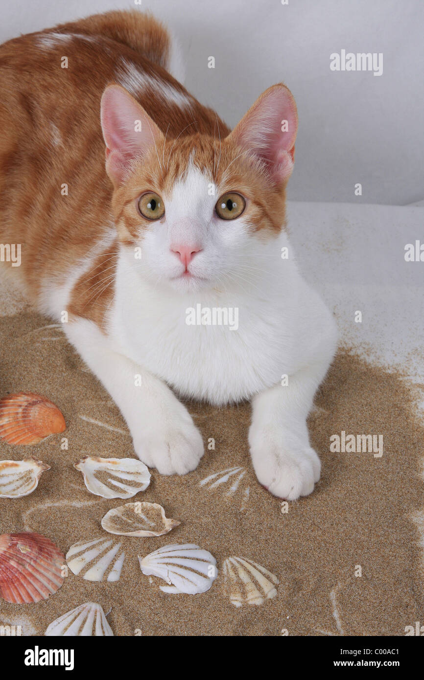 Hauskatze, schaut aufmerksam, Felis silvestris forma catus, Domestic-cat, looks attentively Stock Photo