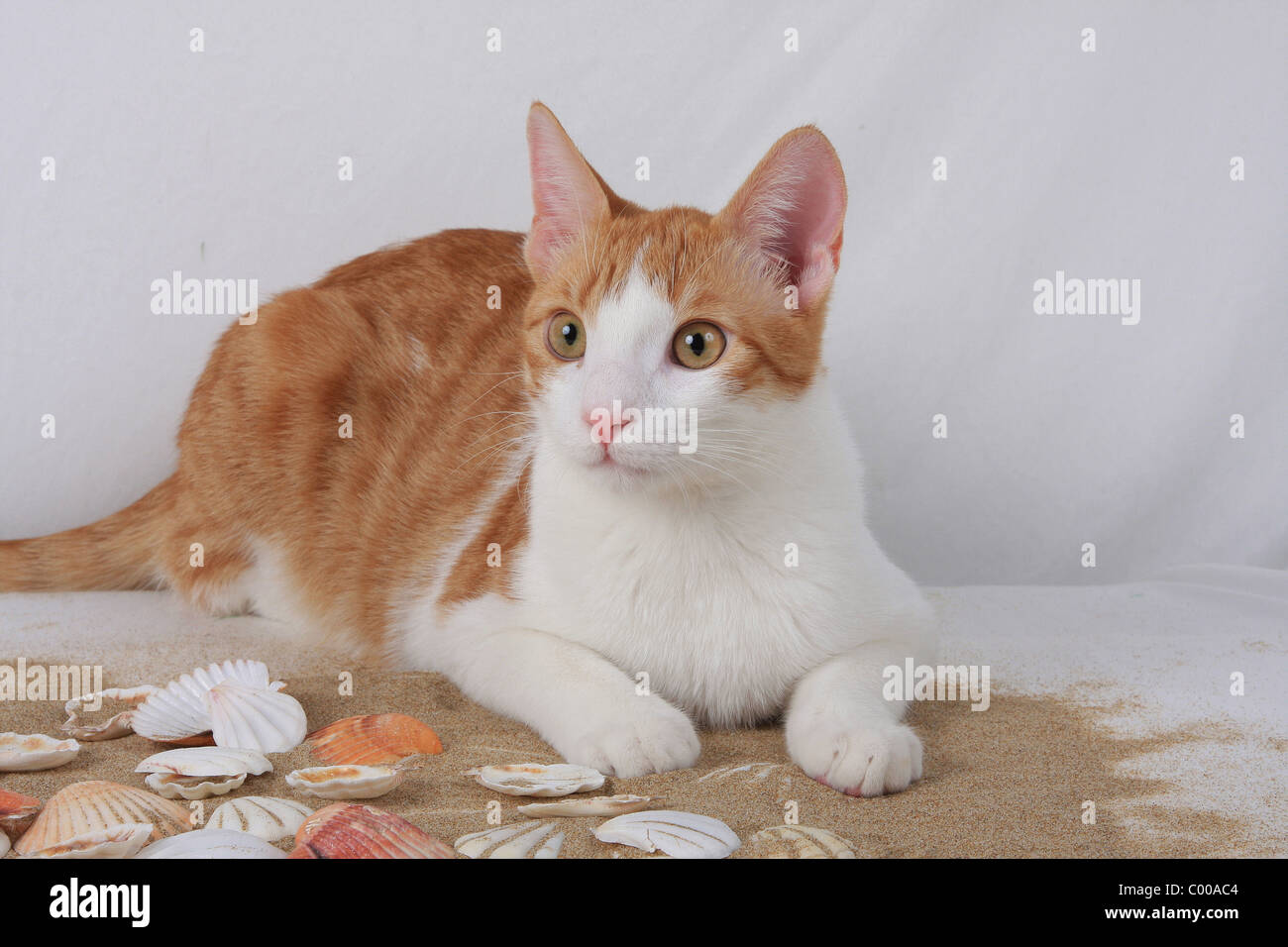 Hauskatze, mit sommerlicher Dekoration, Felis silvestris forma catus, Domestic-cat, with summerly decoration Stock Photo