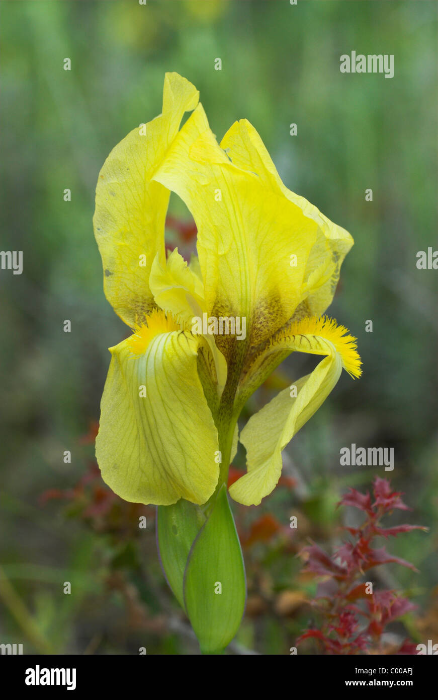 Zwergiris, Bluete, Iris pumila, Dwarf iris, Blossom Stock Photo