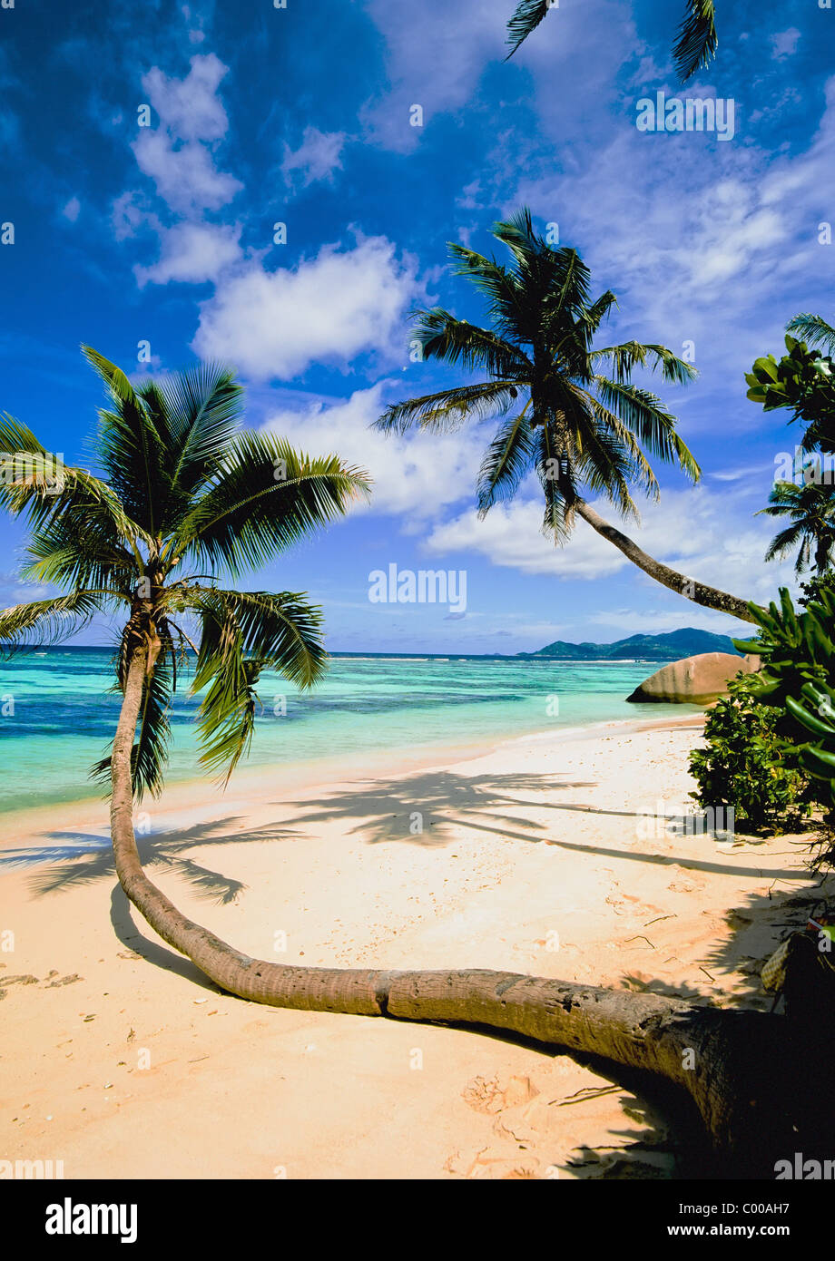 Leaning Palm Trees On Beach Stock Photo - Alamy
