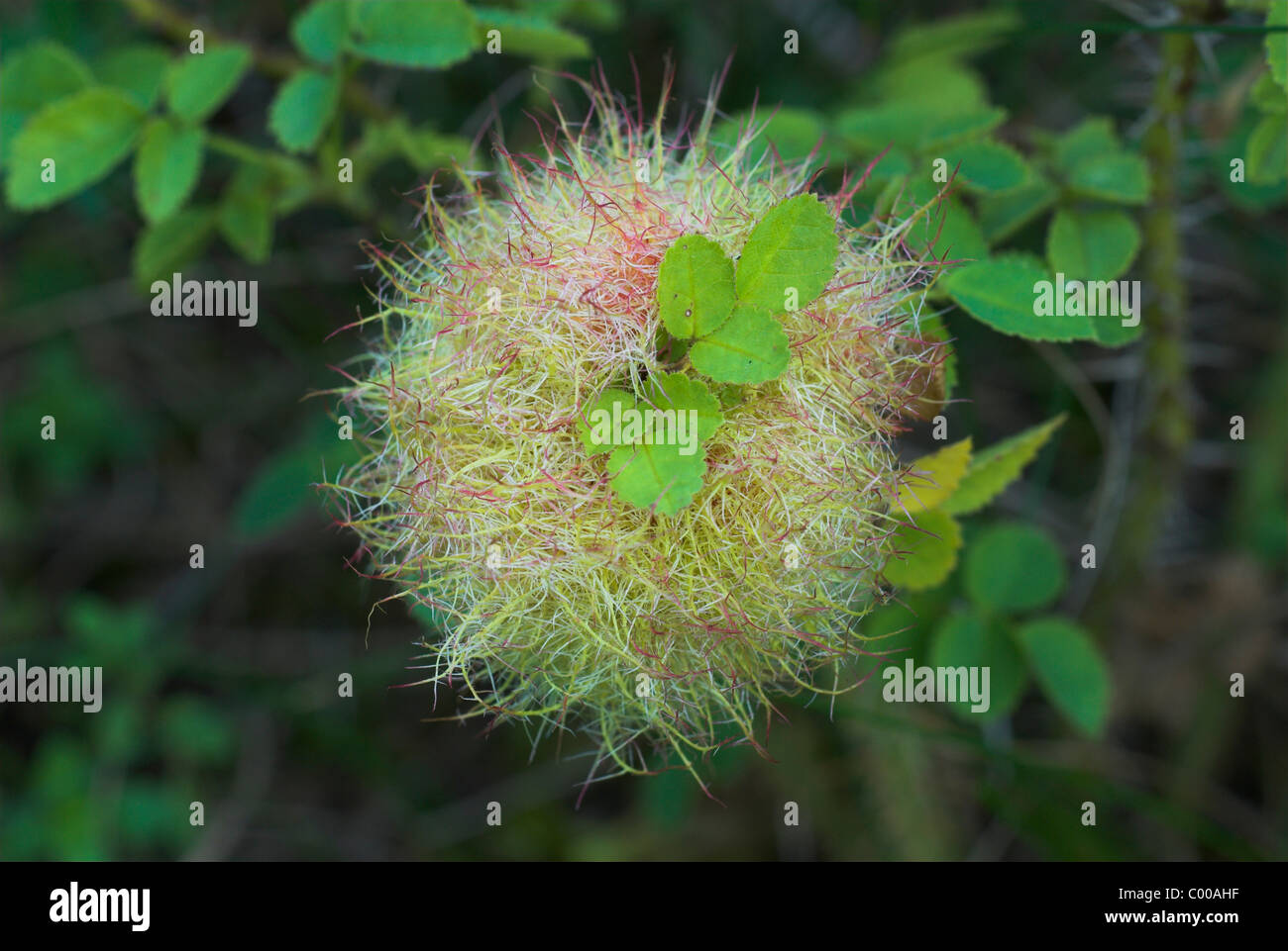Gemeine Rosengallwespe, Diplolepis rosae, Rose beduguar gall, Moss gall Stock Photo