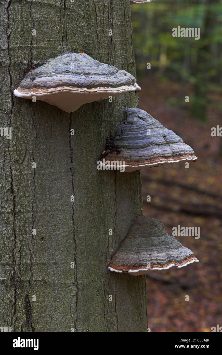 Zunderschwamm, Fomes fomentarius, Horse's hoof fungus, Fruchtkoerper, toter Baumstamm, deadwood trunk Stock Photo