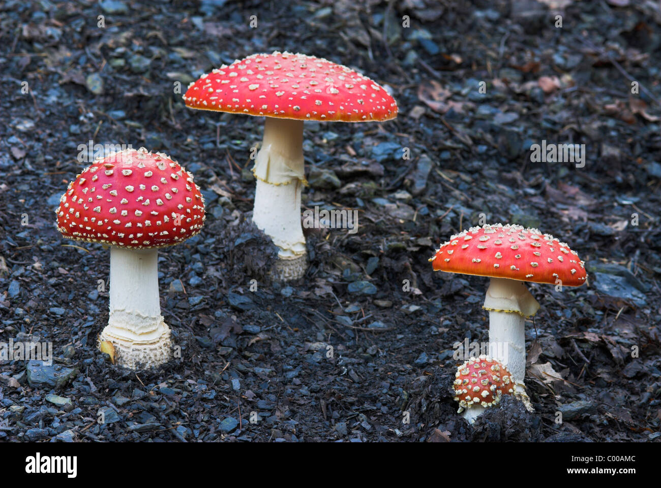 Fliegenpilz, Amanita muscaria var. muscaria, Fly agaric, Fruchkoerper wachsen aus Schutt, Berghalde, Fruiting body, crow, talus Stock Photo