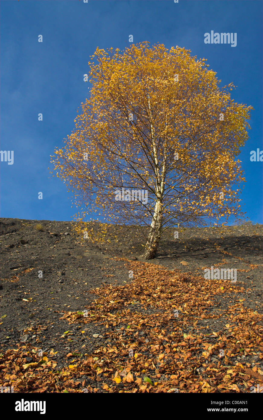 Haenge-Birke, Herbstfaerbung auf der Kohlehalde, Betula pendula, Weeping Birch, autumn colour Stock Photo