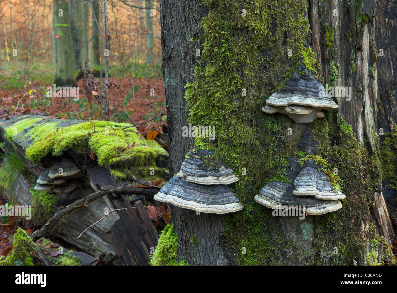 Zunderschwamm, Fomes fomentarius, Horse's hoof fungus, Fruchtkoerper, toter Baumstamm, deadwood trunk Stock Photo