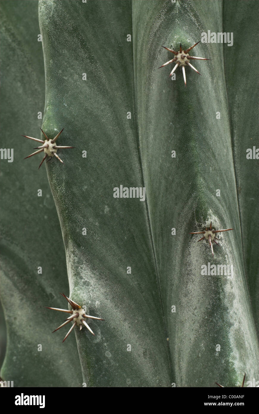 Kaktus, Ritterocereus standleyi, Struktur der Kutikula mit Areolen, Dornen, Cuticula, Thorns Stock Photo