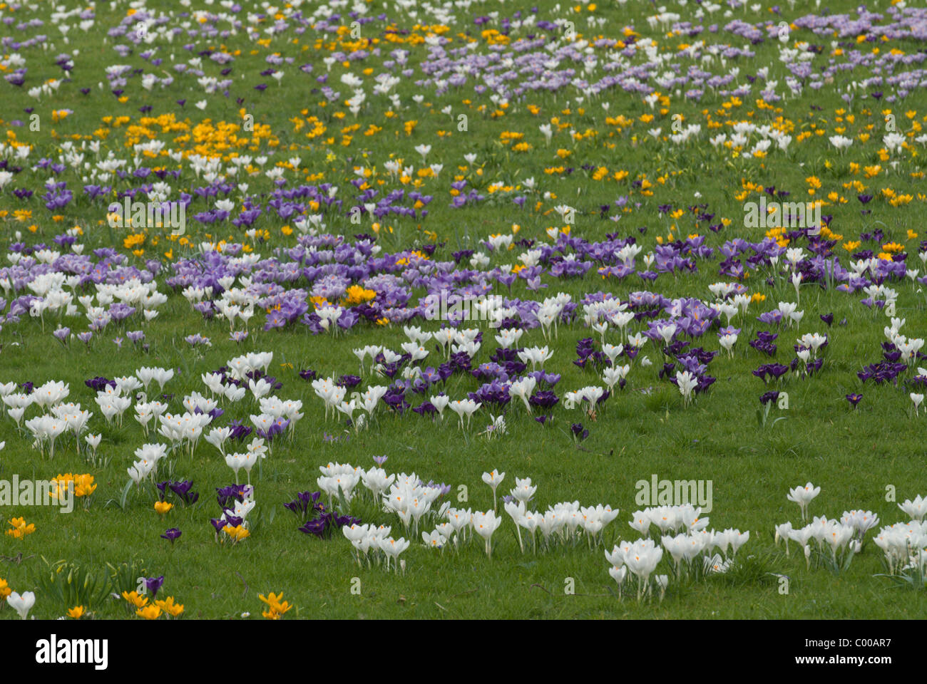 Krokusse, Crocus sativus, Crocus Stock Photo