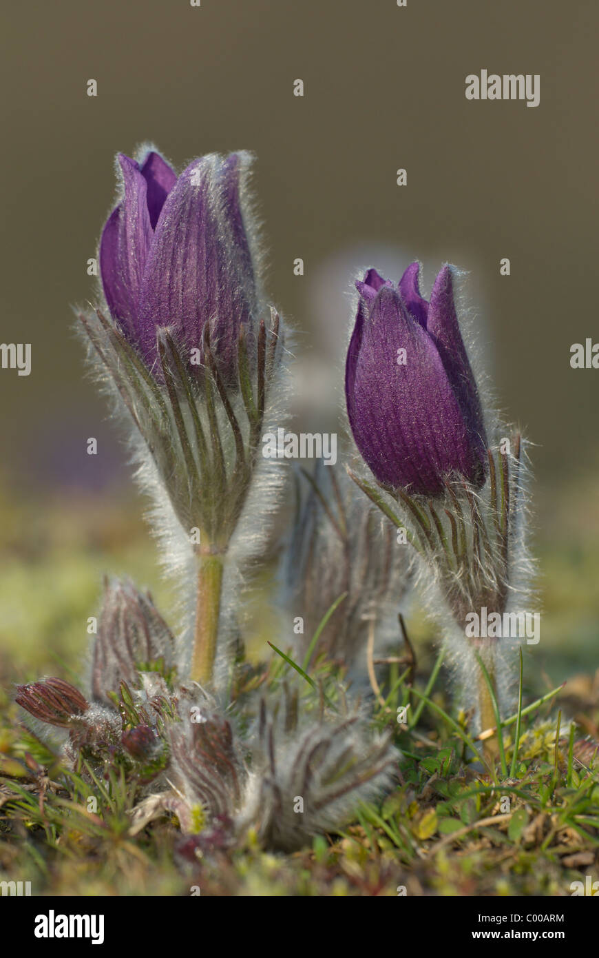 Gewoehnliche Kuechenschelle, Pulsatilla vulgaris, Common Pasque Flower Stock Photo