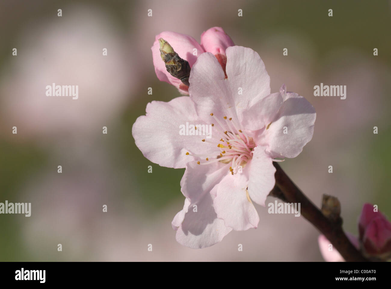 Mandelbaum, Bluete, Prunus dulcis, Almond tree, Blossom Stock Photo