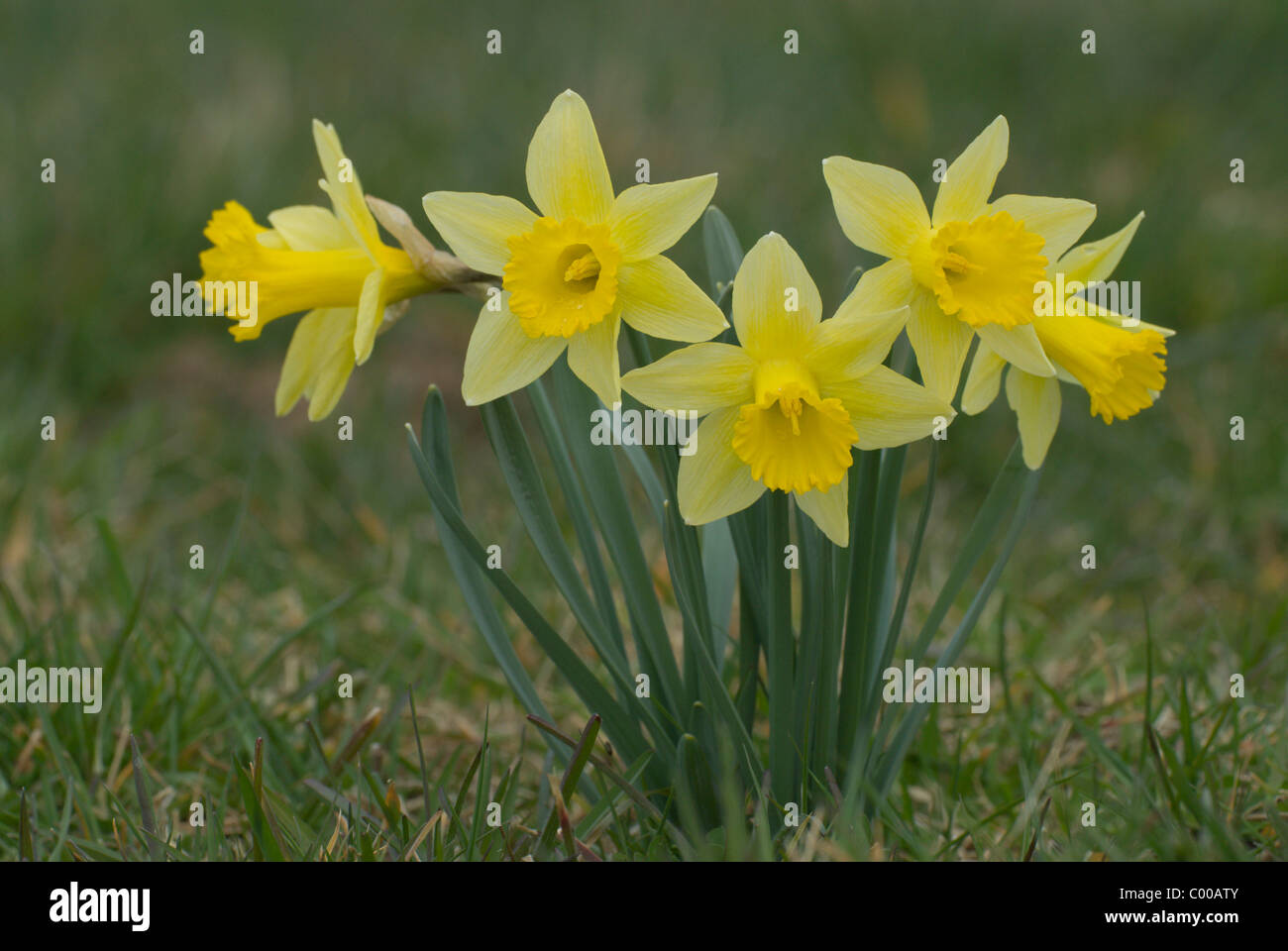 Wilde Narzisse, Narcissus pseudonarcissus, Wild daffodil Stock Photo ...