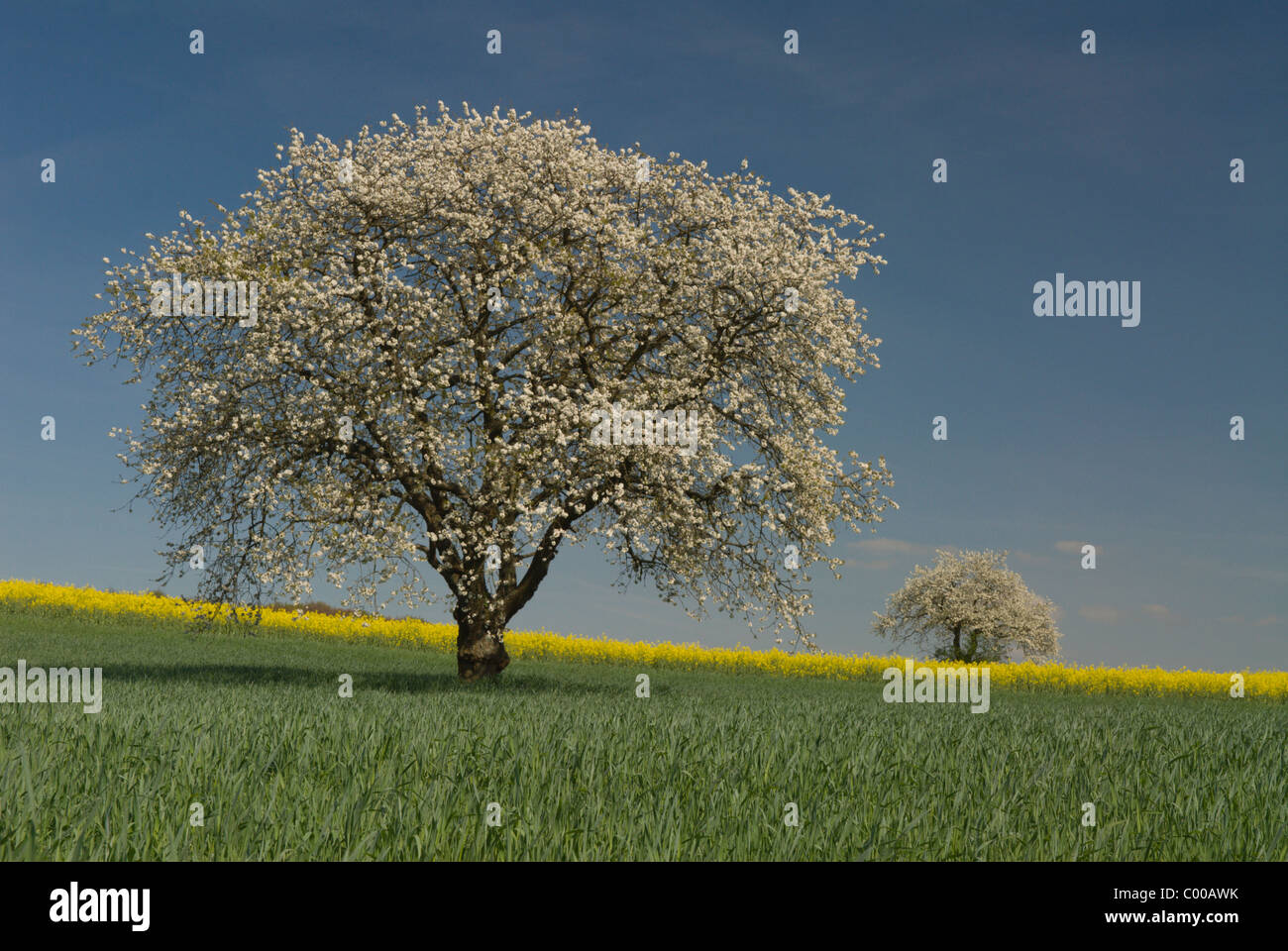 Bluehender Kirschbaum, Getreidefeld, Cherry-blossom Tree, Grain field Stock Photo