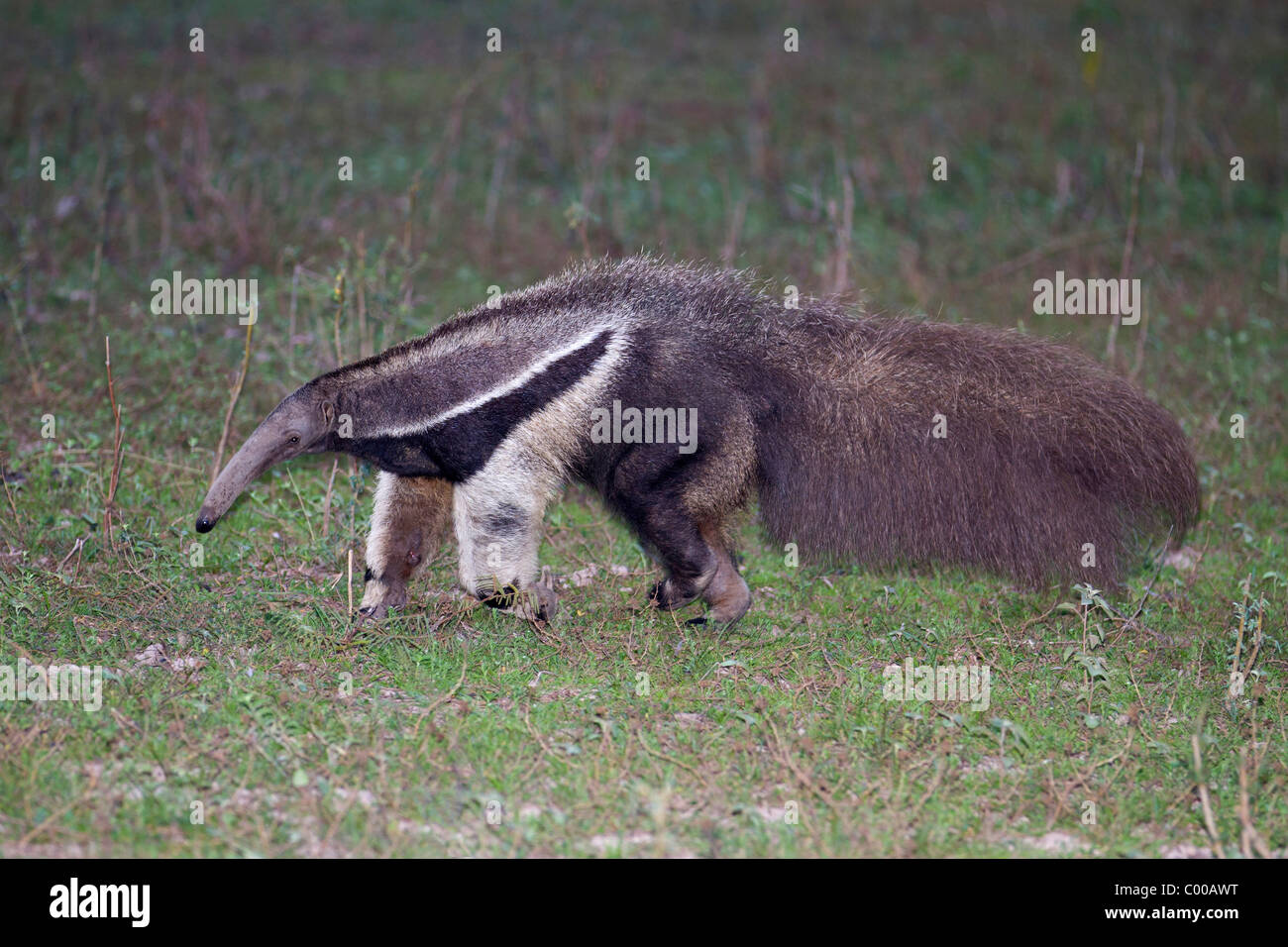 Giant Anteater - walking / Myrmecophaga tridactyla Stock Photo