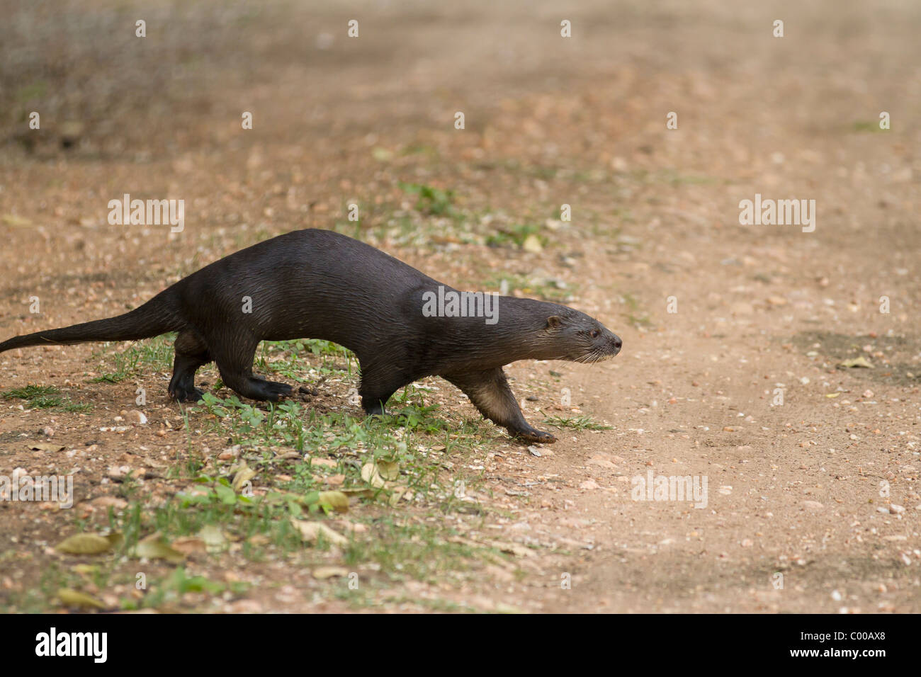 South American River Otter - walking / Lontra longicaudis Stock Photo
