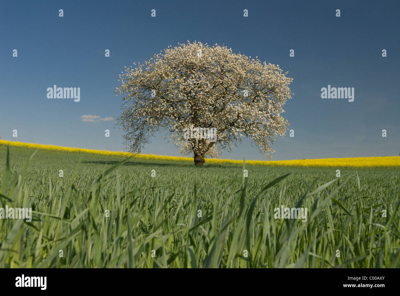 Bluehender Kirschbaum, Getreidefeld, Cherry-blossom Tree, Grain field Stock Photo