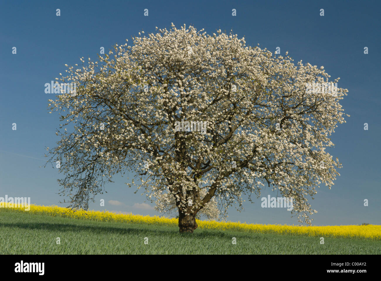 Bluehender Kirschbaum, Getreidefeld, Cherry-blossom Tree, Grain field Stock Photo