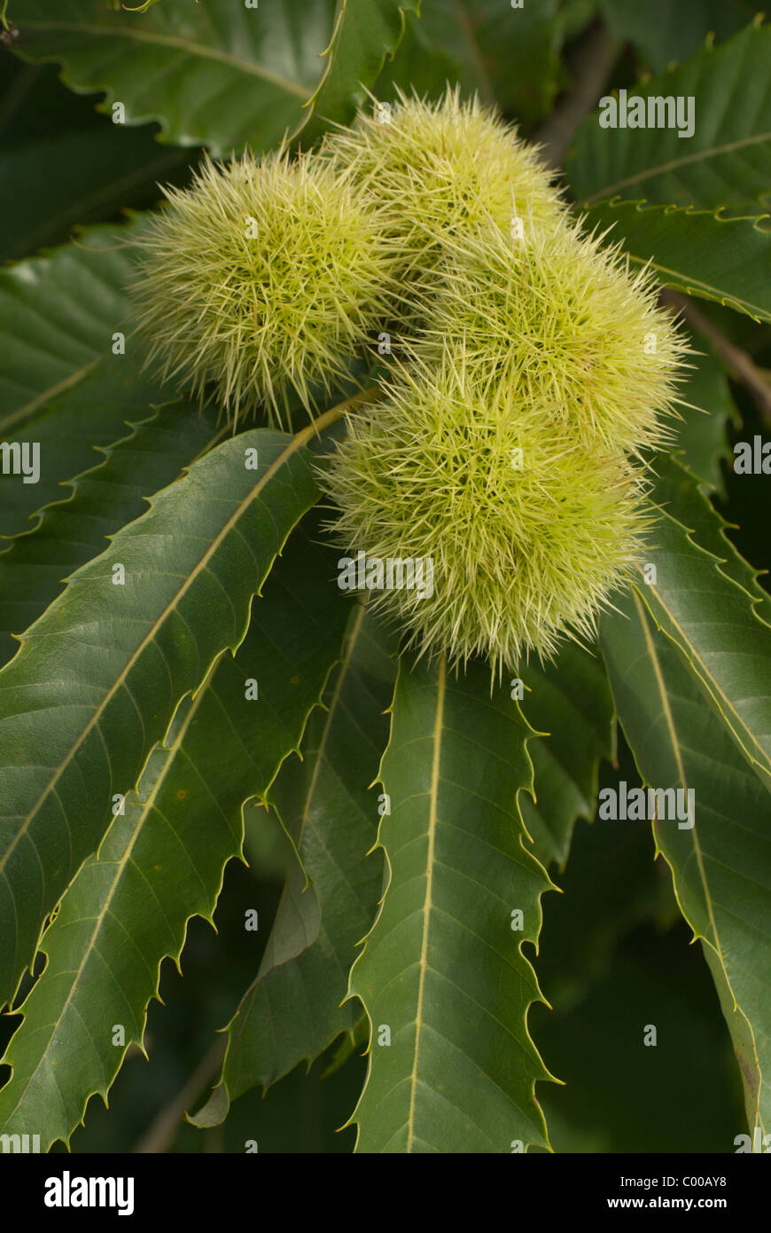 Marone, Esskastanie, unreife Fruechte am Baum, Castanea sativa, Sweet