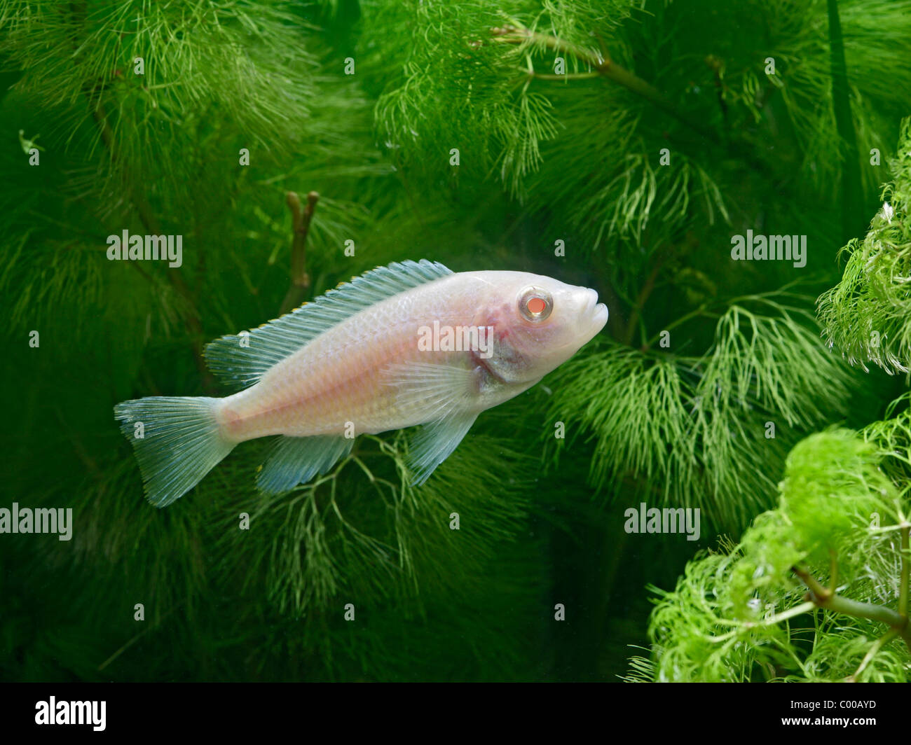 Eduards mbunda cichlid Pseudotropheus scolofoi side view pink morph tropical freshwater Lake Malawi Stock Photo