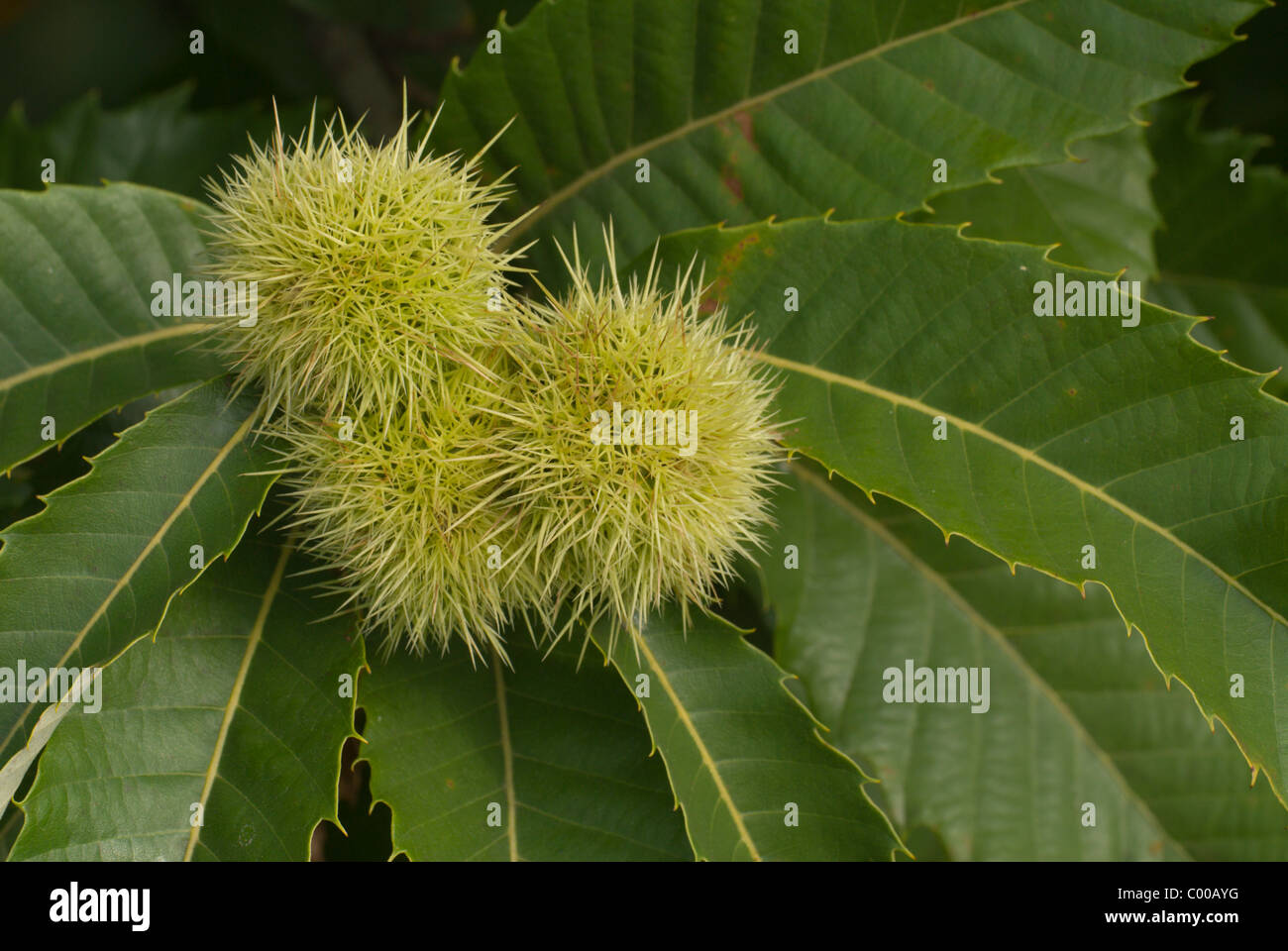 Baum frucht hires stock photography and images Alamy