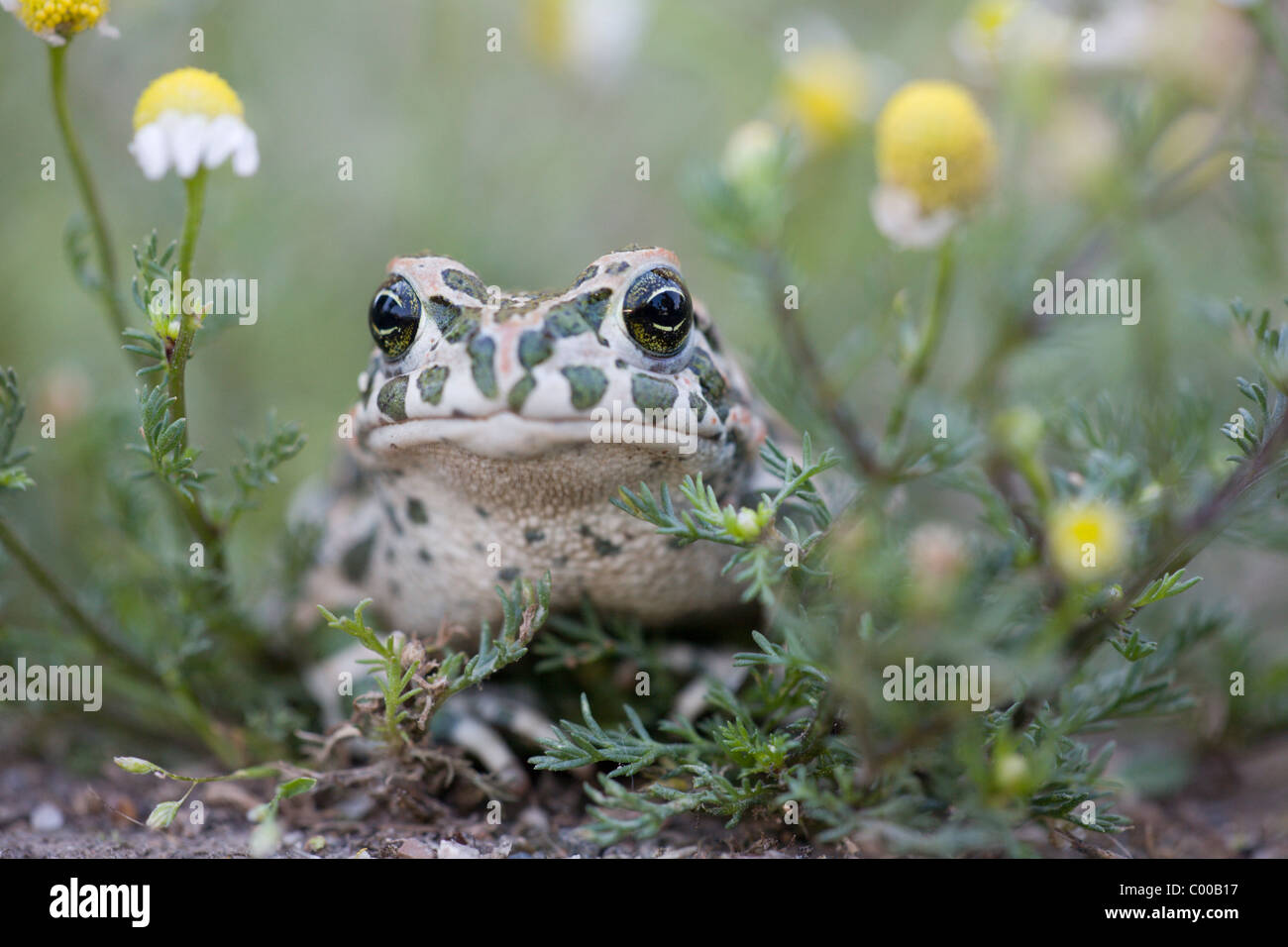 (European) green toad [Bufo viridis] Stock Photo