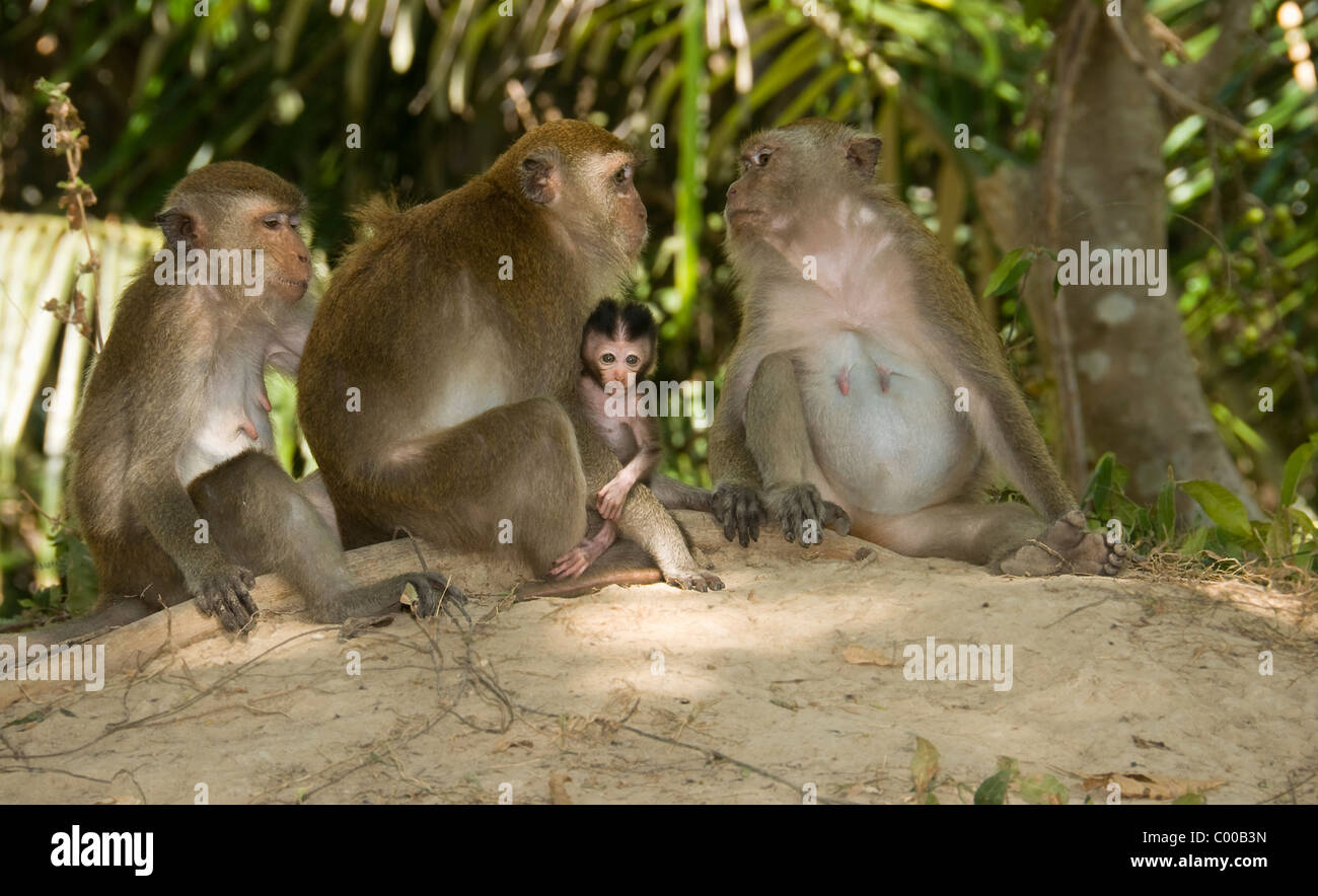 Monkey Family in tropical setting Stock Photo