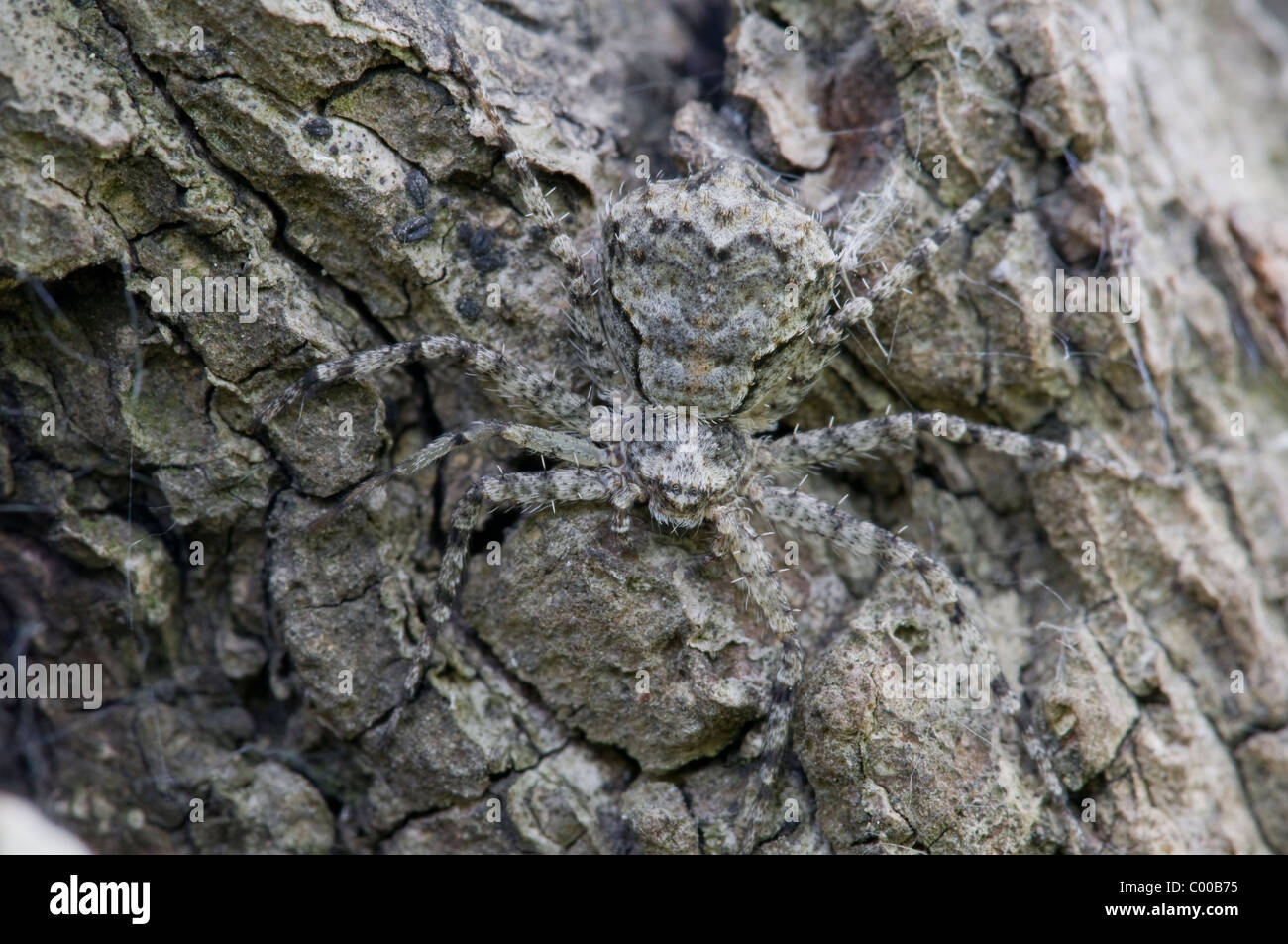 Getarnte Spinne auf Eichenrinde, camouflaged spider, oak, bark, Tokaj, Ungarn, Hungary Stock Photo