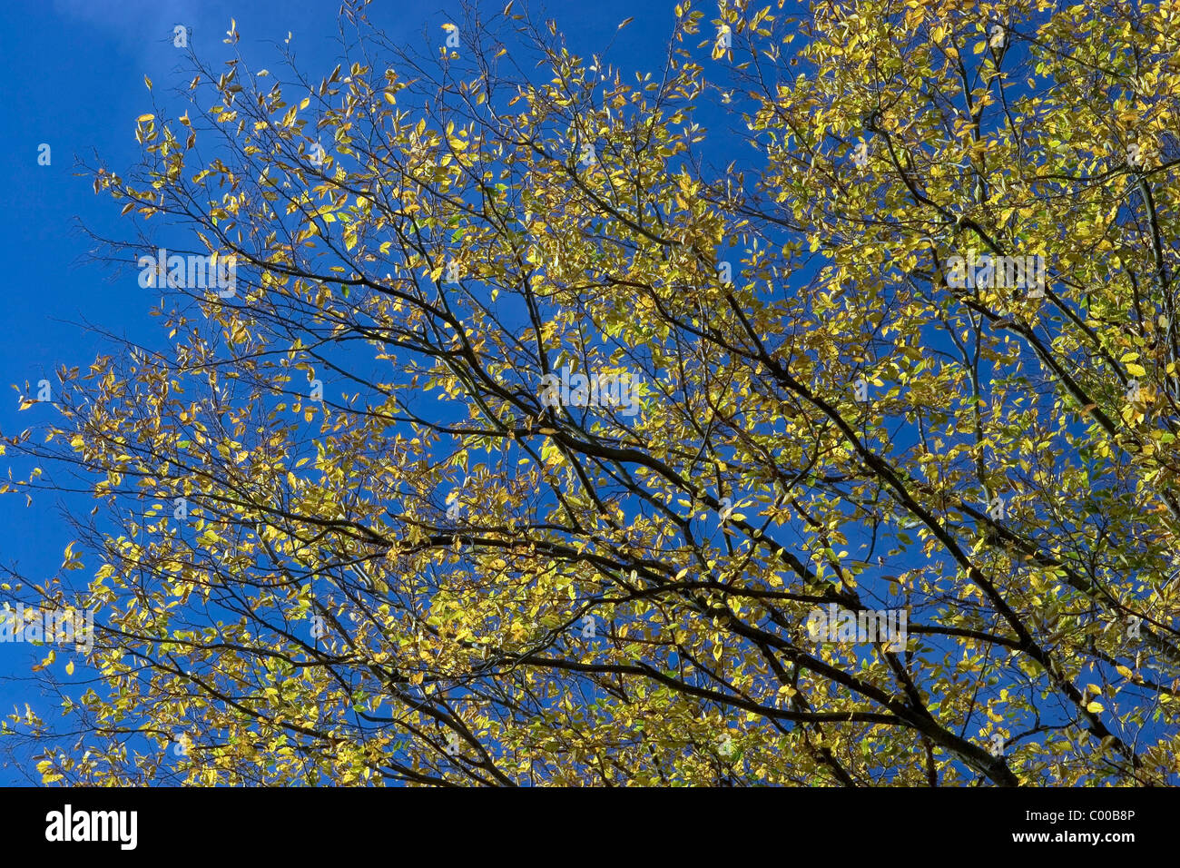 Buche im Herbst, Fagus sylvatica, Beech Tree in autumn Stock Photo